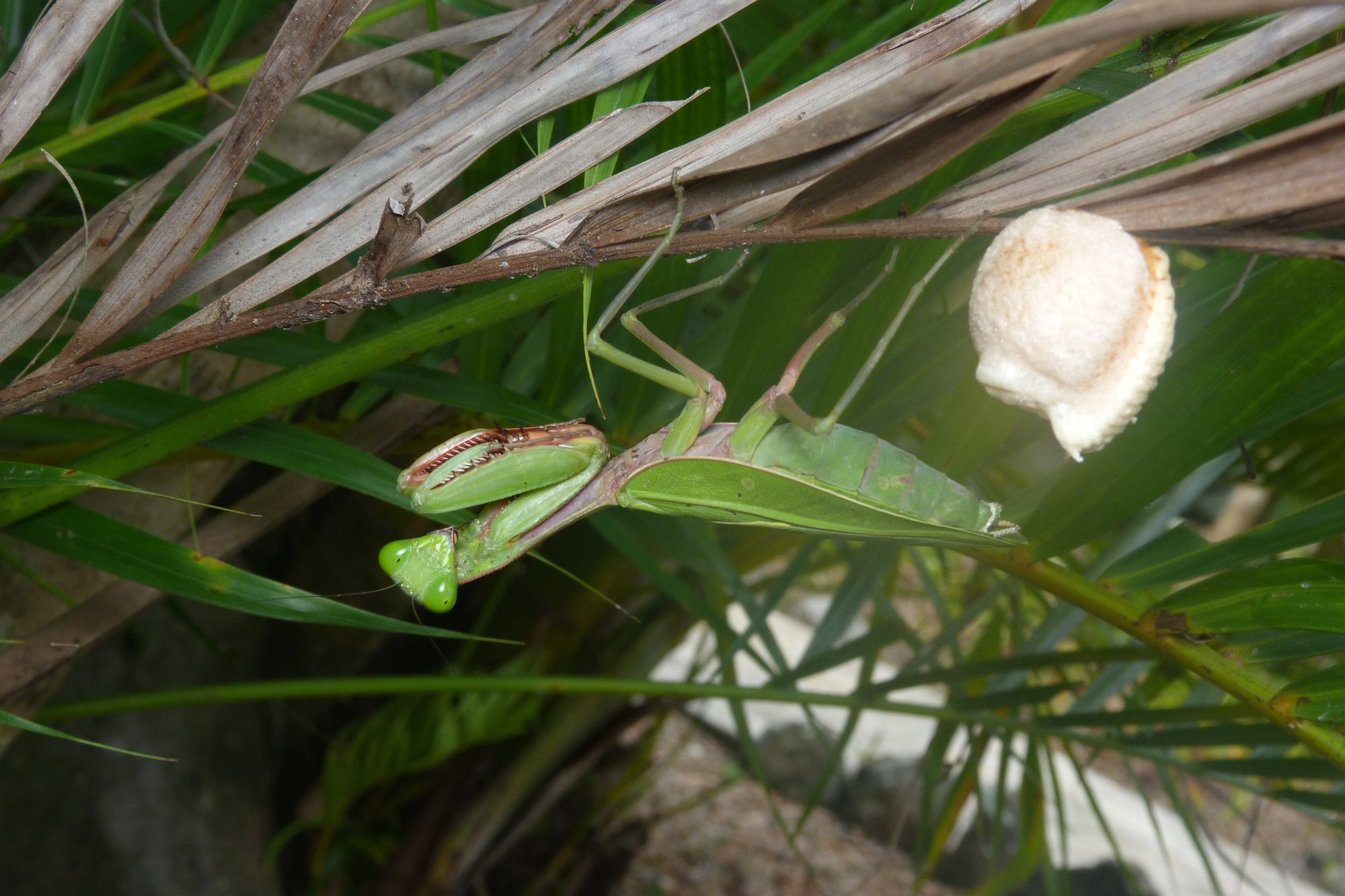Riesen-Asienmantis (Hierodula majuscula), typisches Aussehen der Art