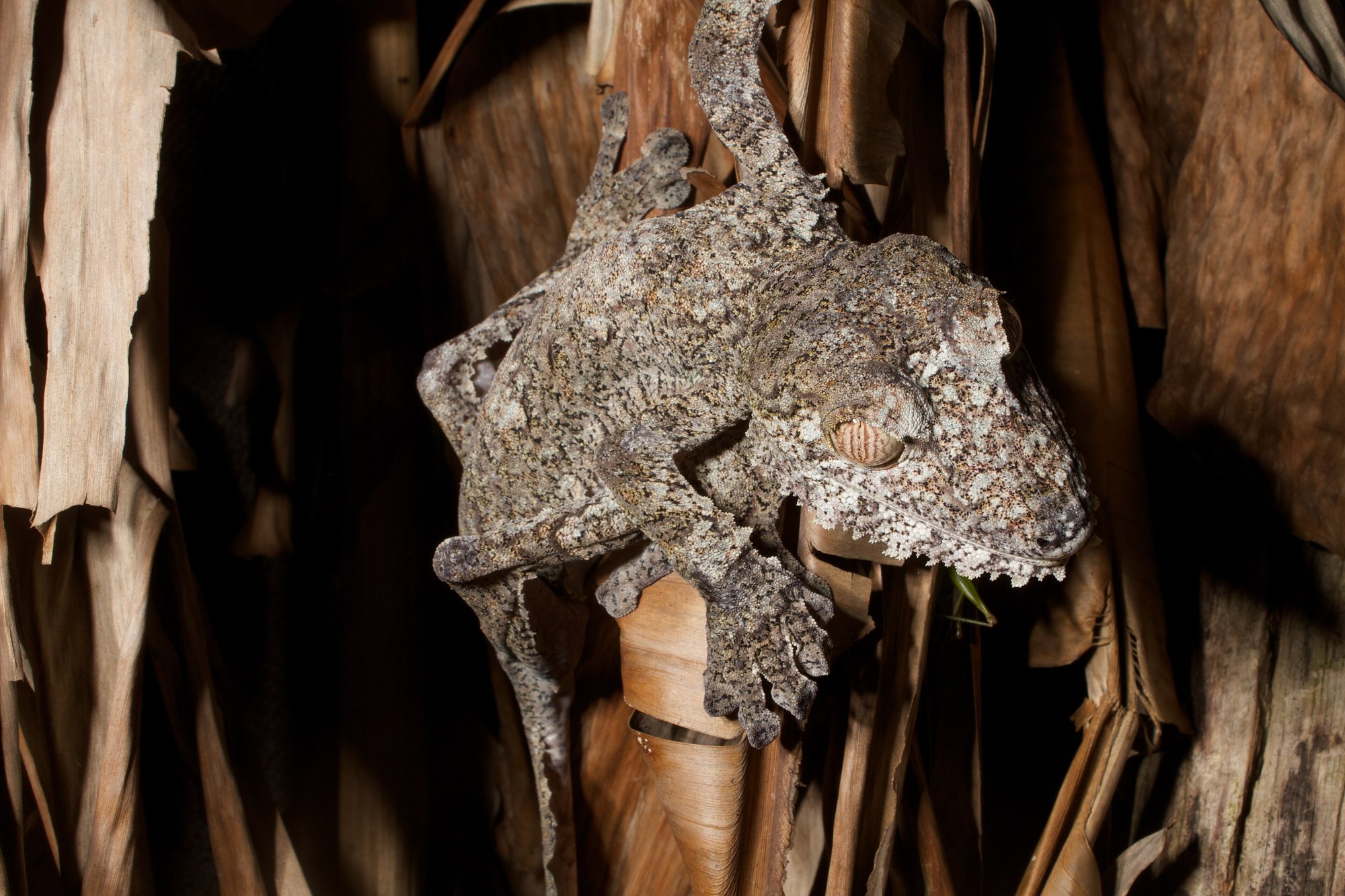 Riesen Blattschwanzgecko (Uroplatus giganteus), typisches Aussehen der Art