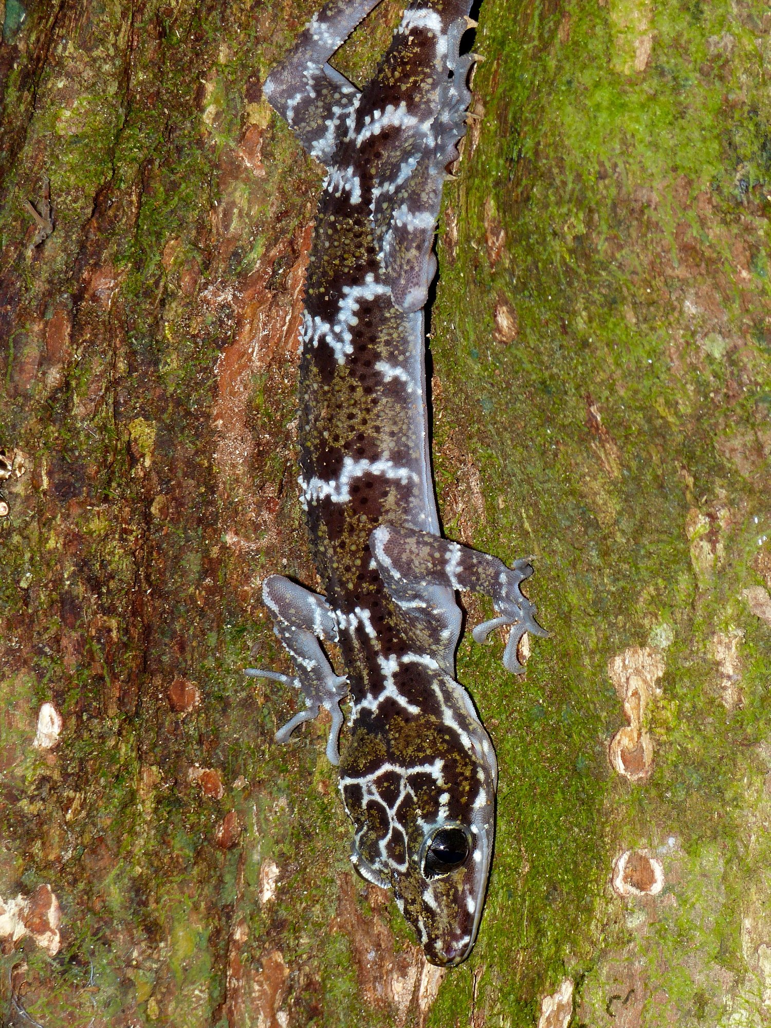 Riesen-Bogenfingergecko (Cyrtodactylus consobrinus), typisches Aussehen der Art