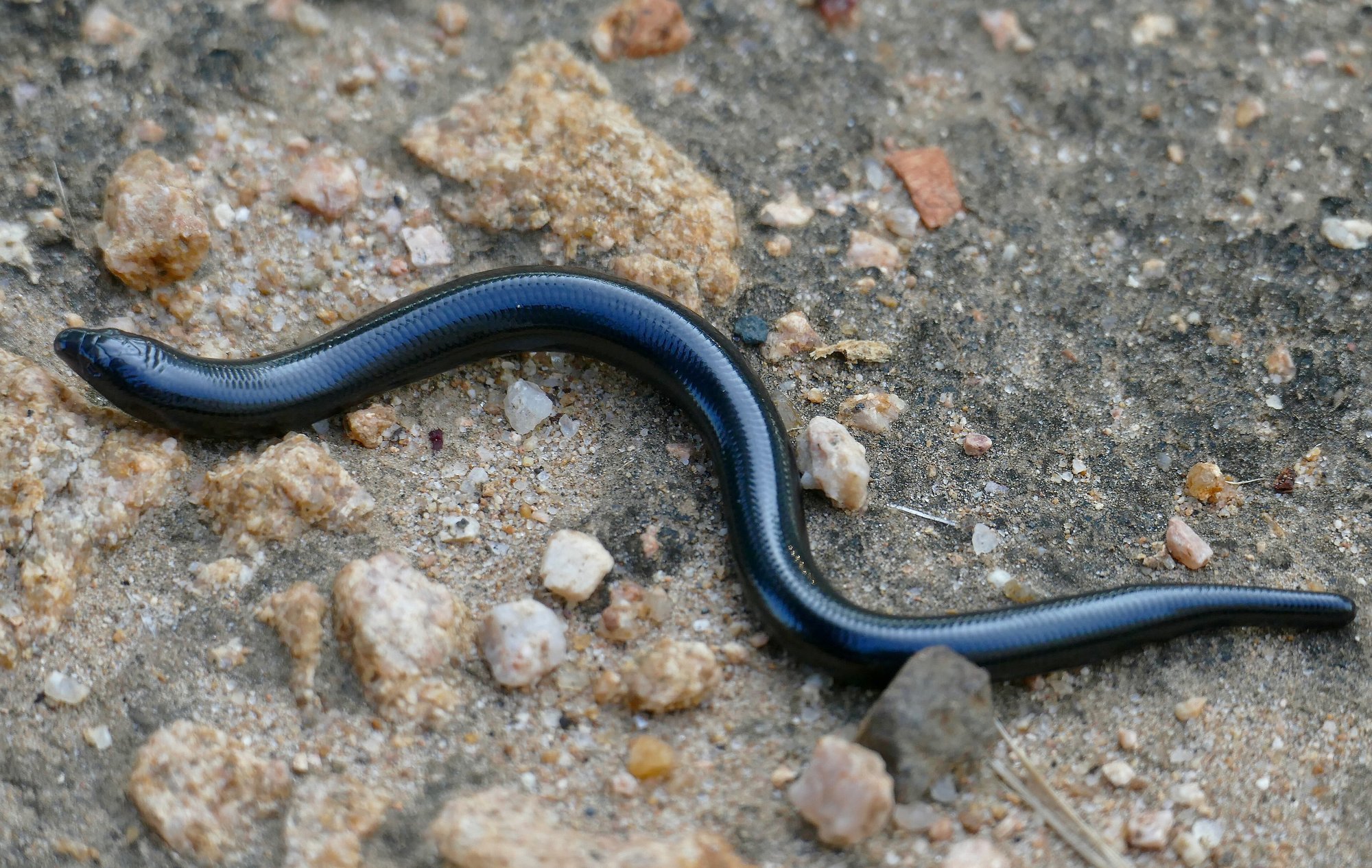 Riesen-Erdskink (Acontias plumbeus), typisches Aussehen der Art