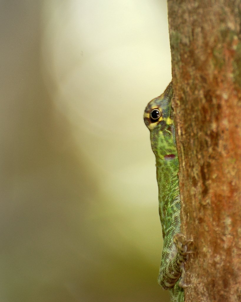 Riesen-Festland-Anolis (Anolis frenatus), typisches Aussehen der Art