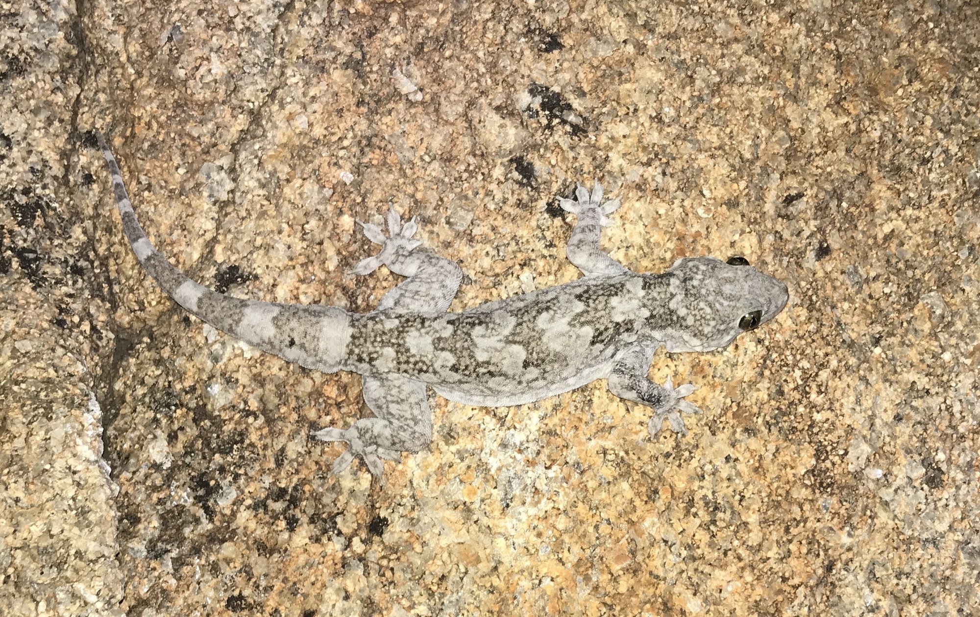Riesen-Halbfingergecko (Hemidactylus giganteus), typisches Aussehen der Art