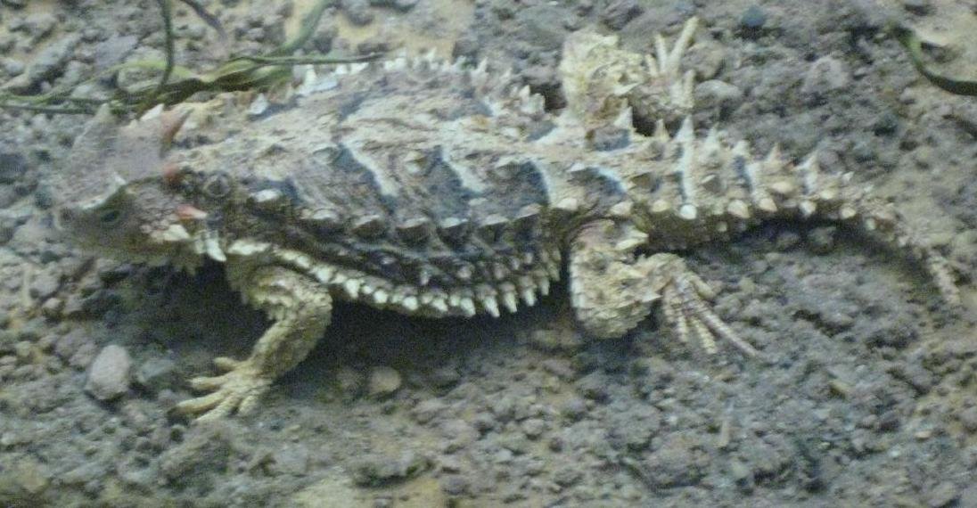 Riesen-Krötenechse (Phrynosoma asio), typisches Aussehen der Art