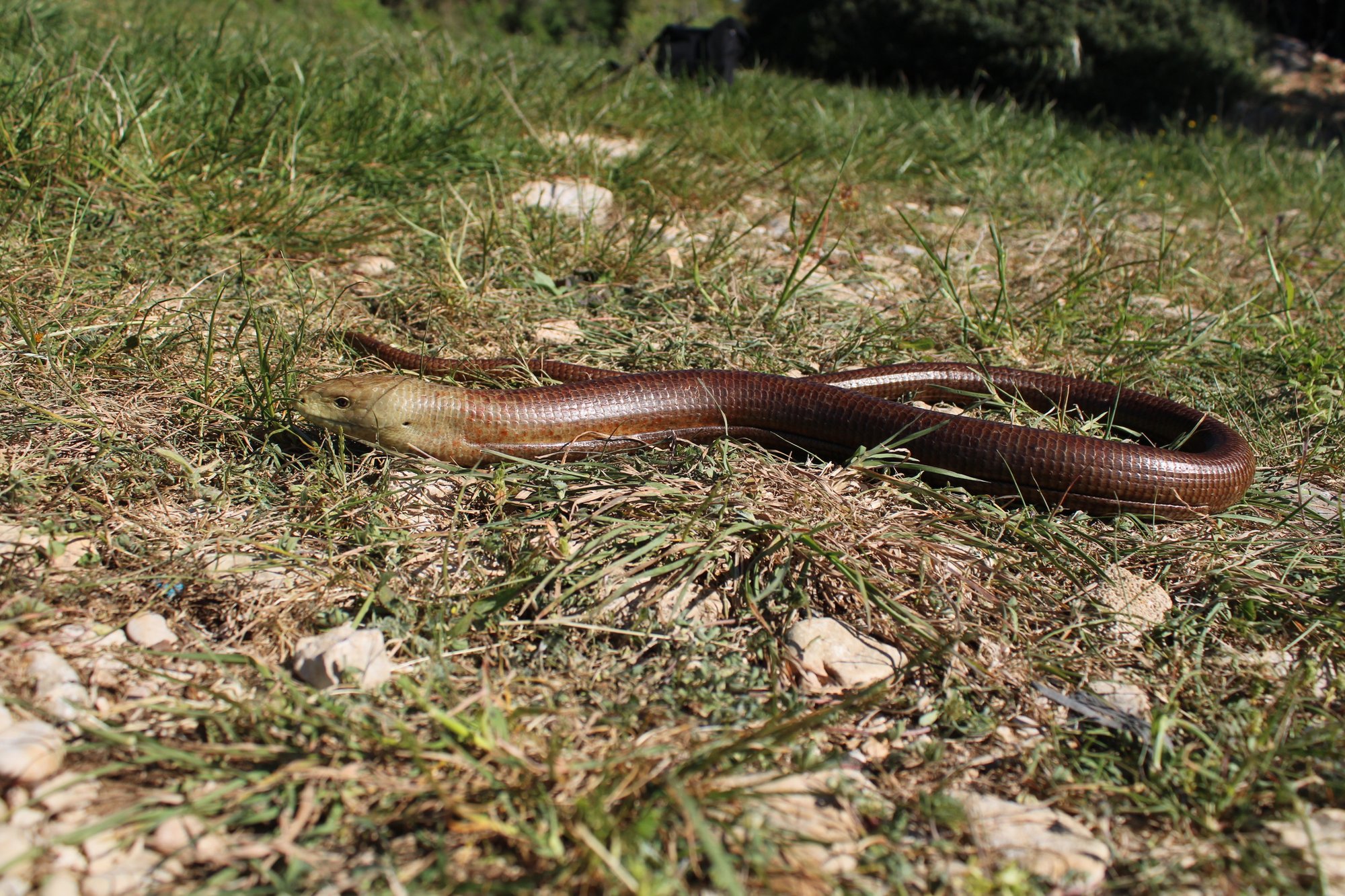 Riesen-Scheltopusik (Pseudopus apodus thracius), typisches Aussehen der Art
