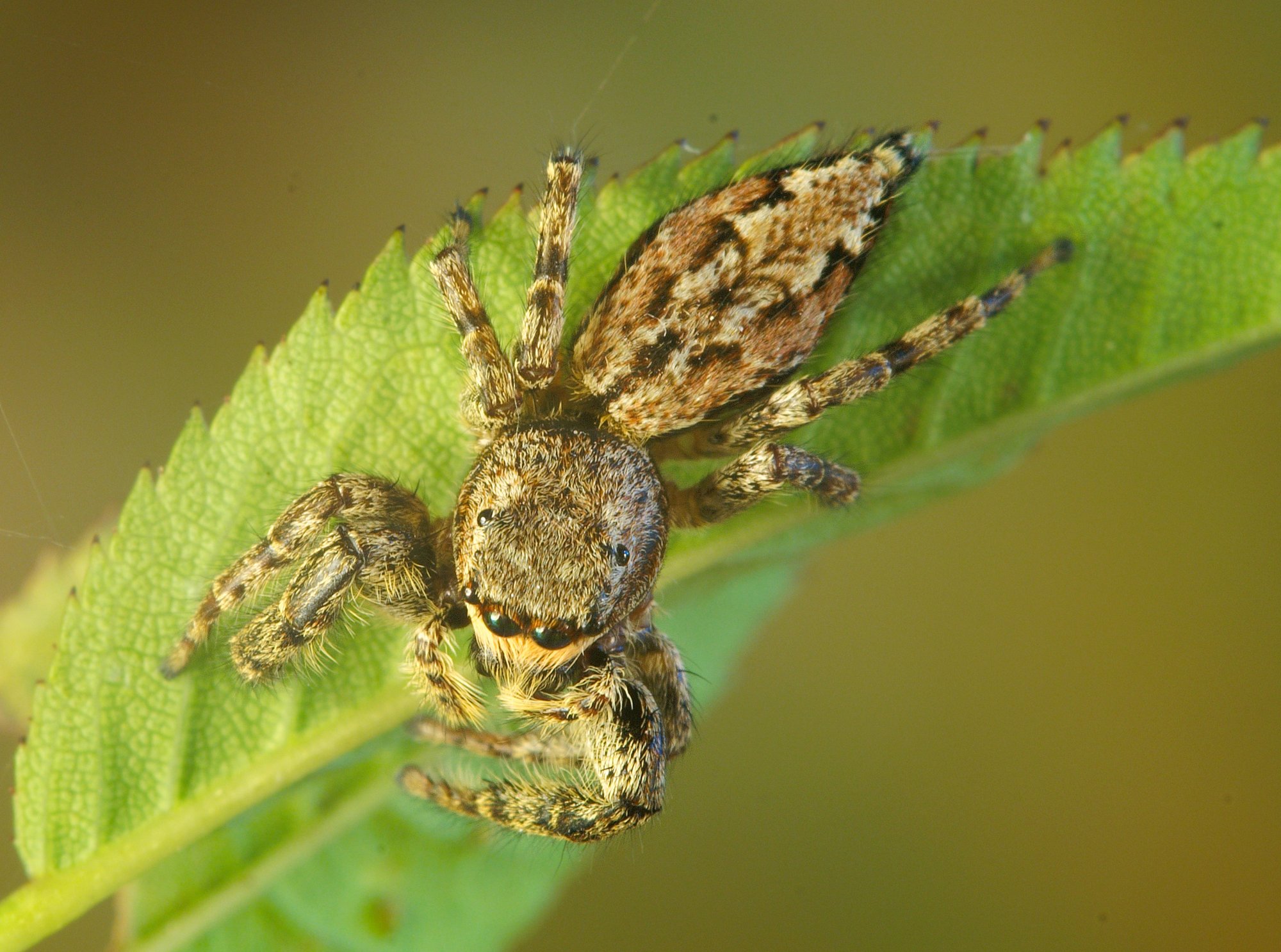 Rinden-Springspinne (Marpissa muscosa), typisches Aussehen der Art