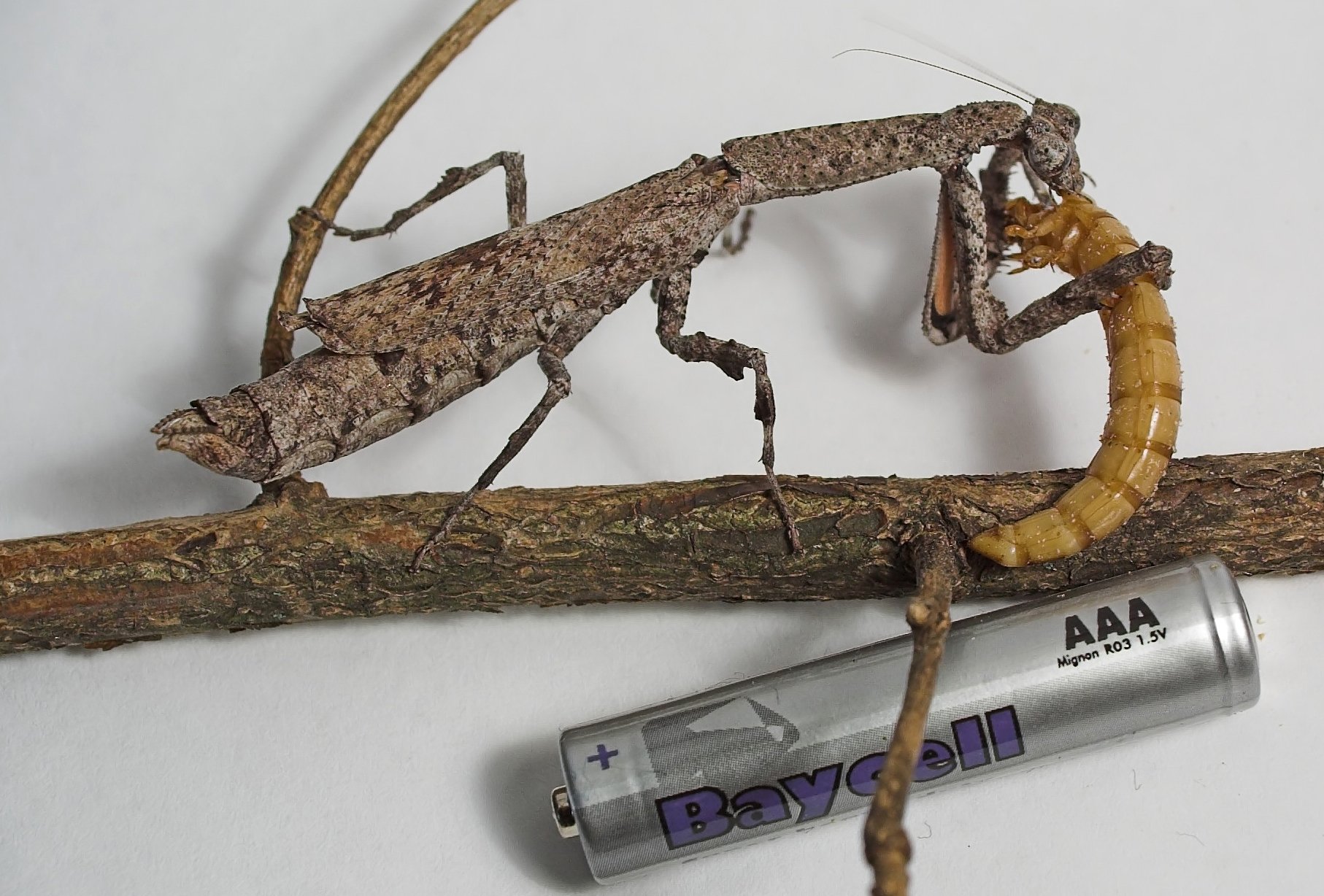 Rindenmantis (Popa spurca), typisches Aussehen der Art