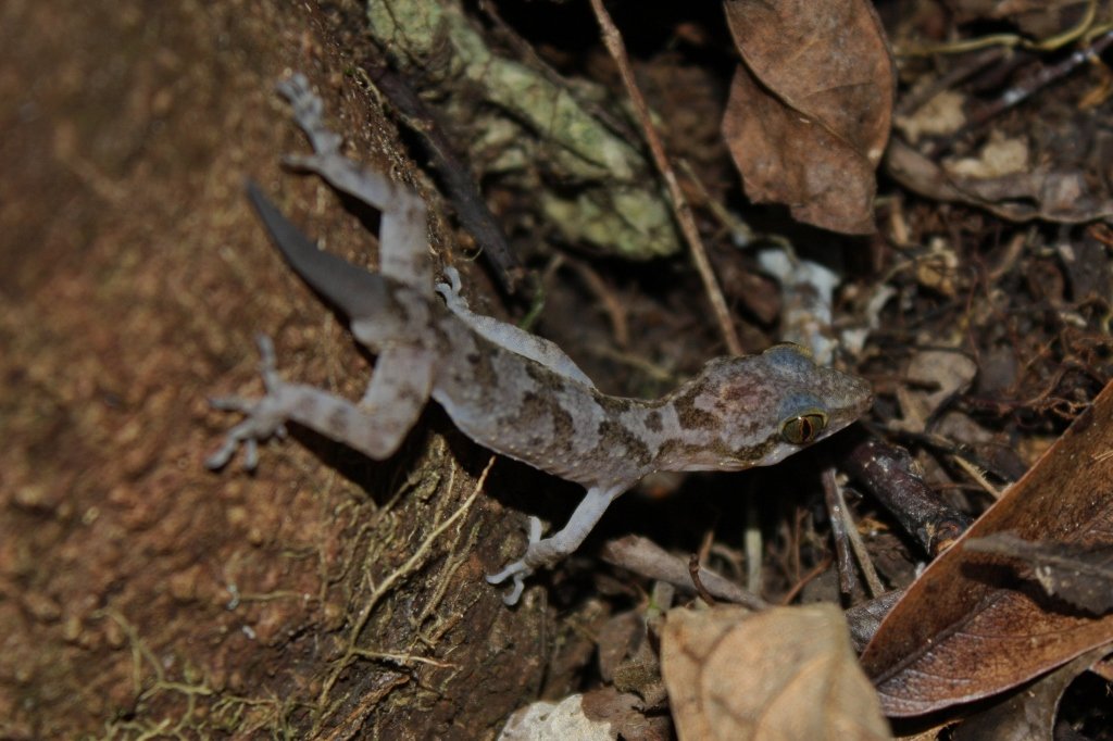 Ring-Bogenfingergecko (Cyrtodactylus annulatus), typisches Aussehen der Art