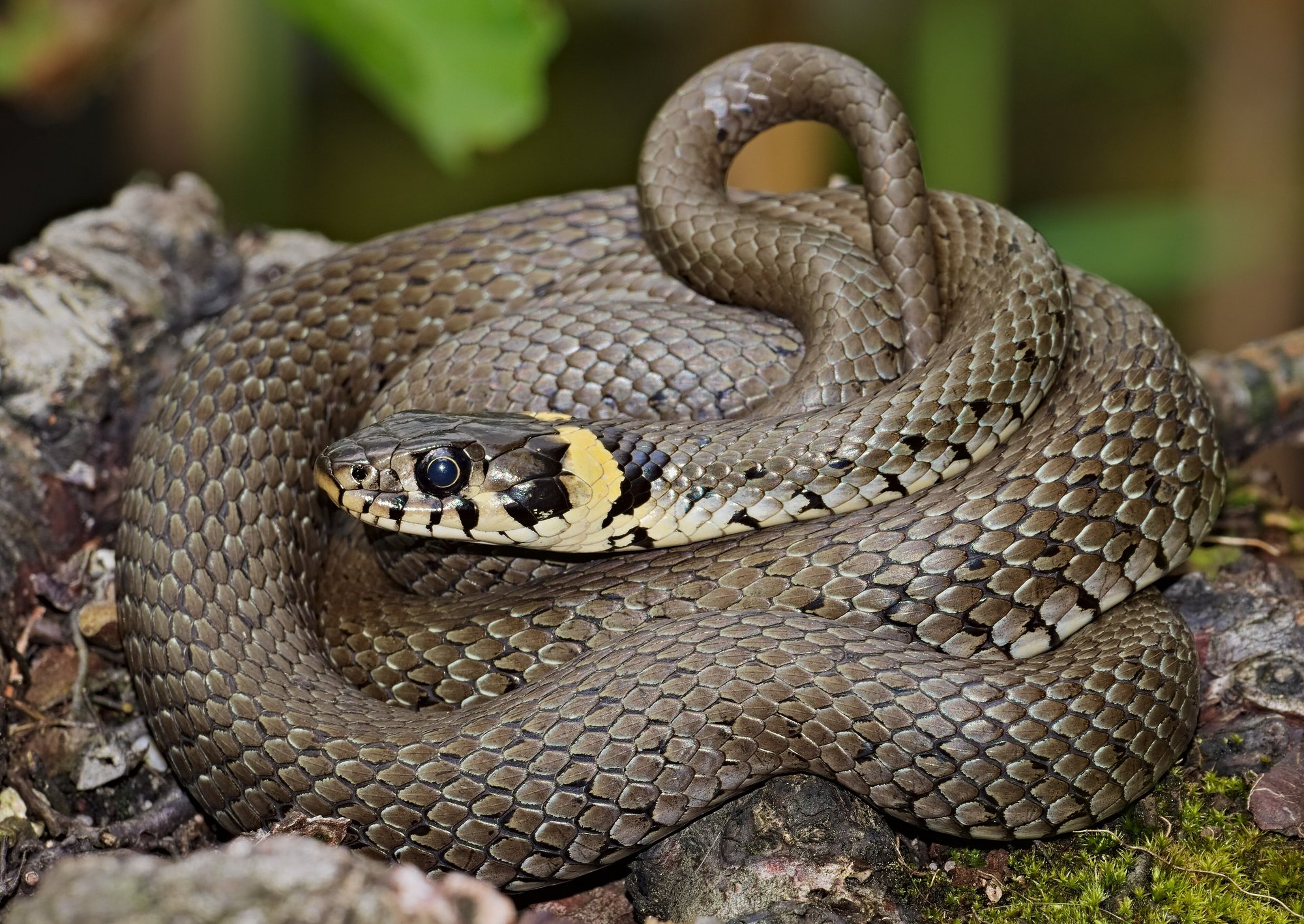 Ringelnatter (Natrix natrix), typisches Aussehen der Art