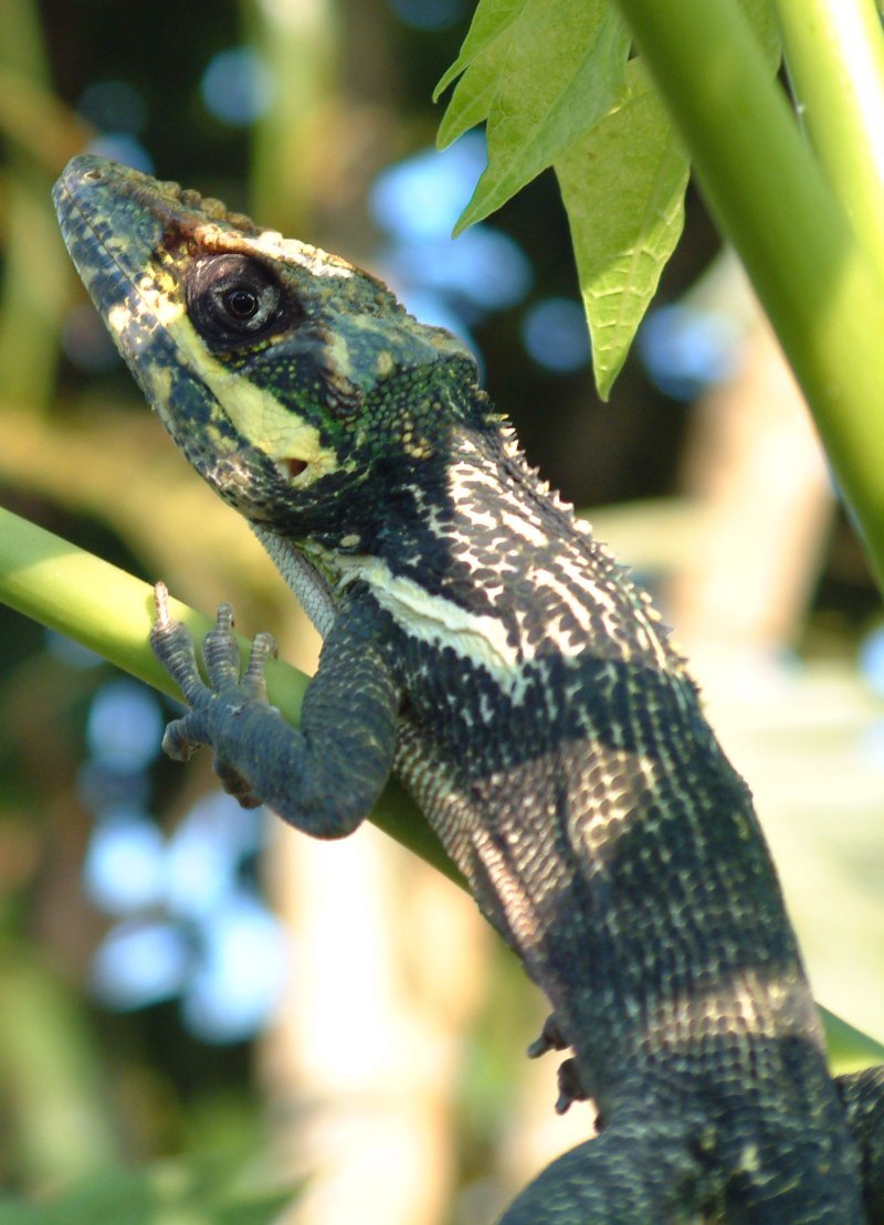 Ritteranolis (Anolis equestris), typisches Aussehen der Art