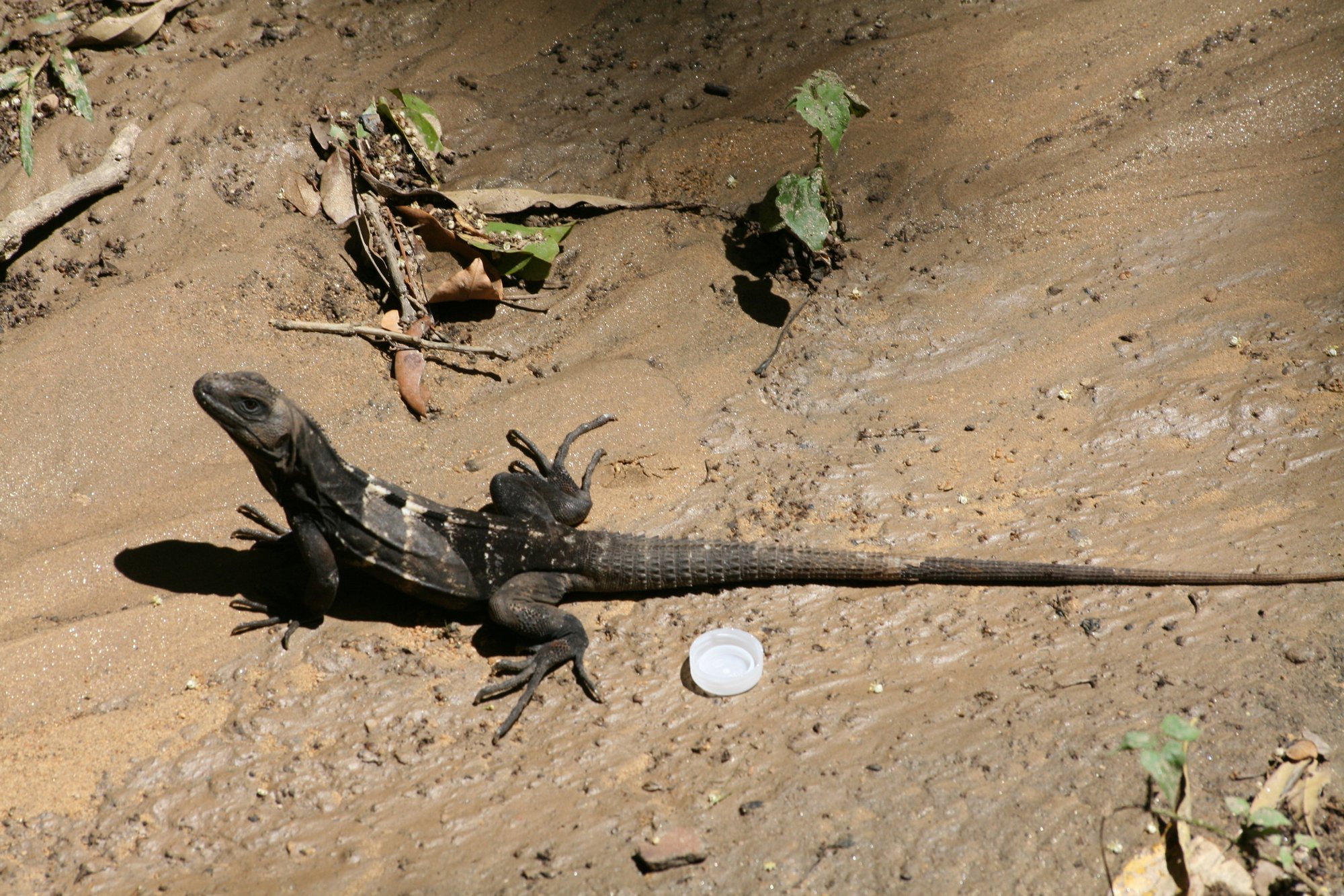 Roatán-Schwarzleguan (Ctenosaura oedirhina), typisches Aussehen der Art