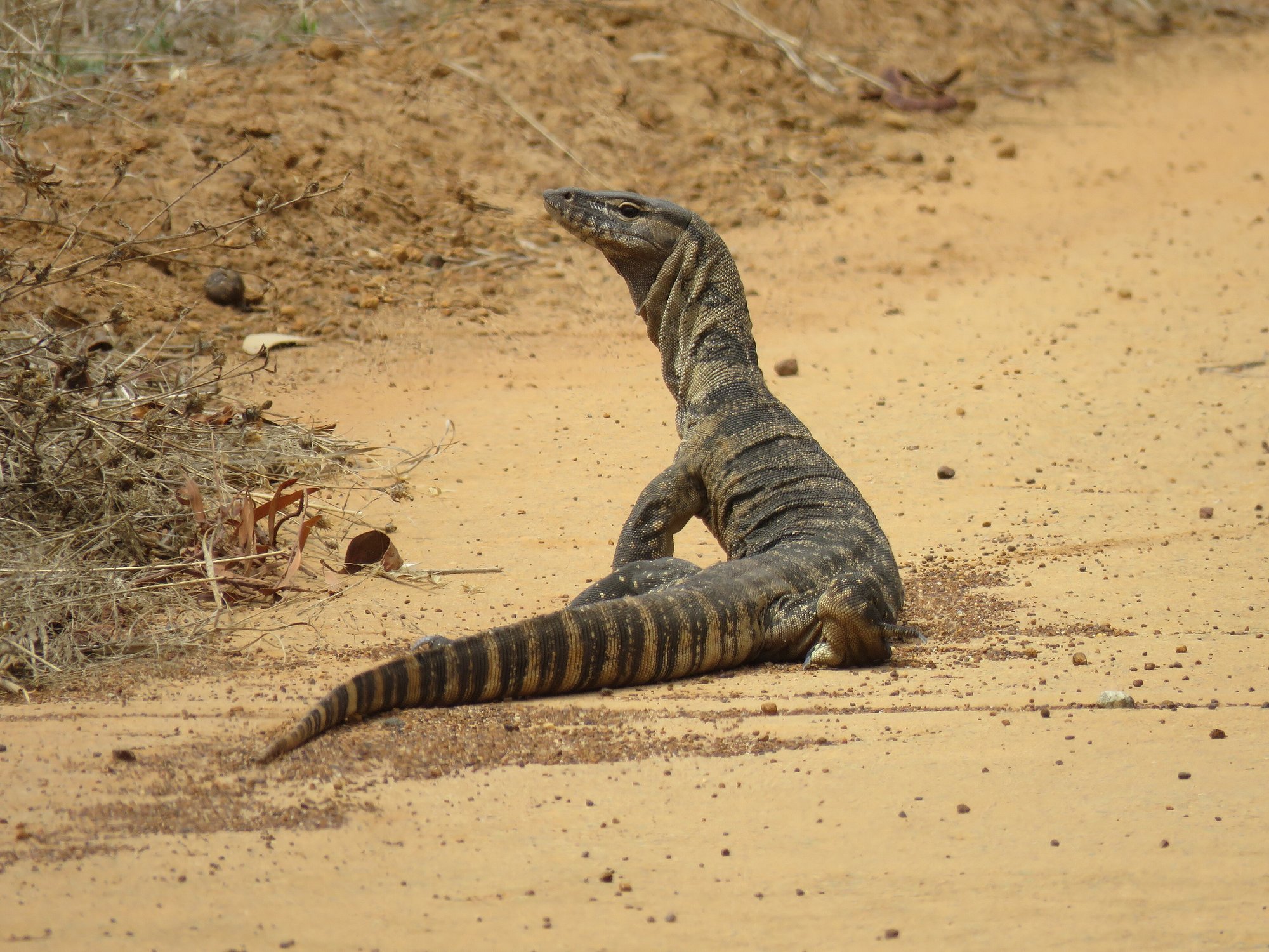 Rosenbergs Waran (Varanus rosenbergi), typisches Aussehen der Art