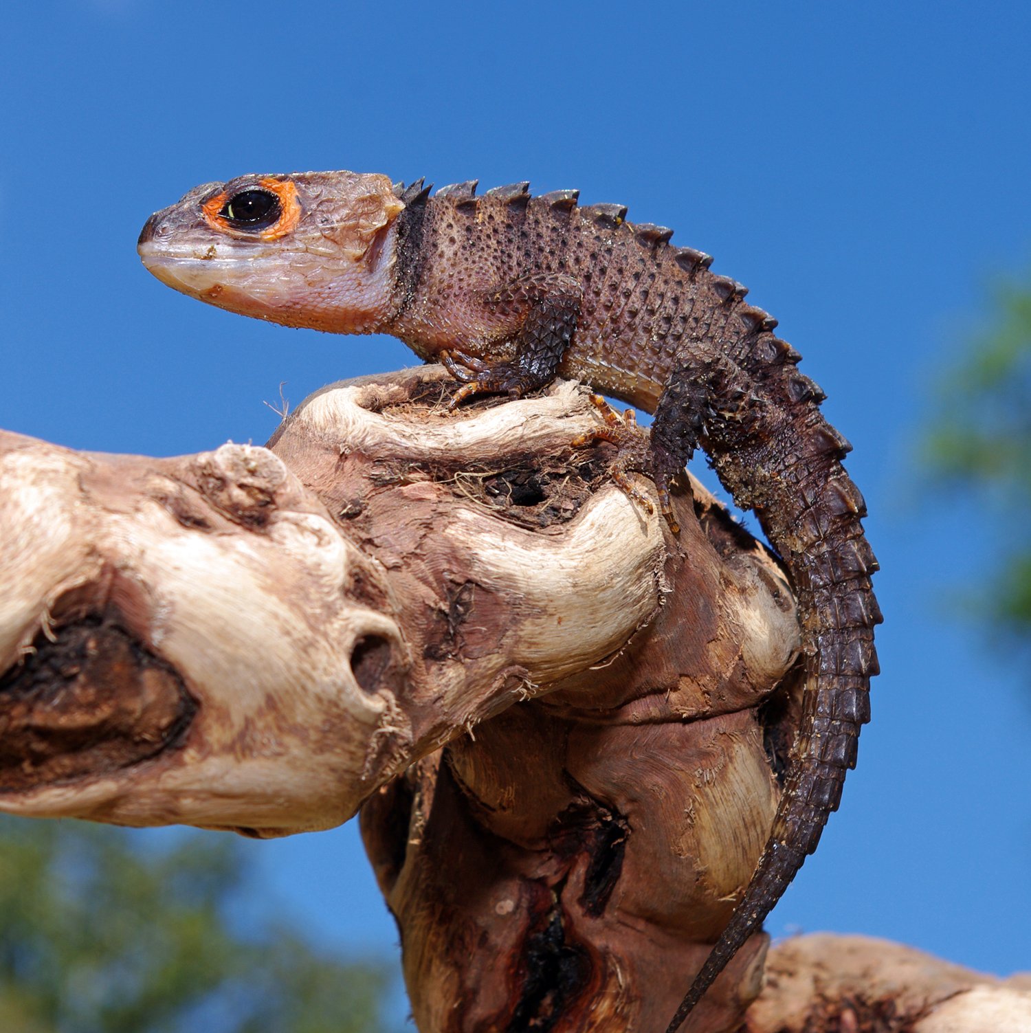 Rotaugen-Krokodilskink (Tribolonotus gracilis), typisches Aussehen der Art