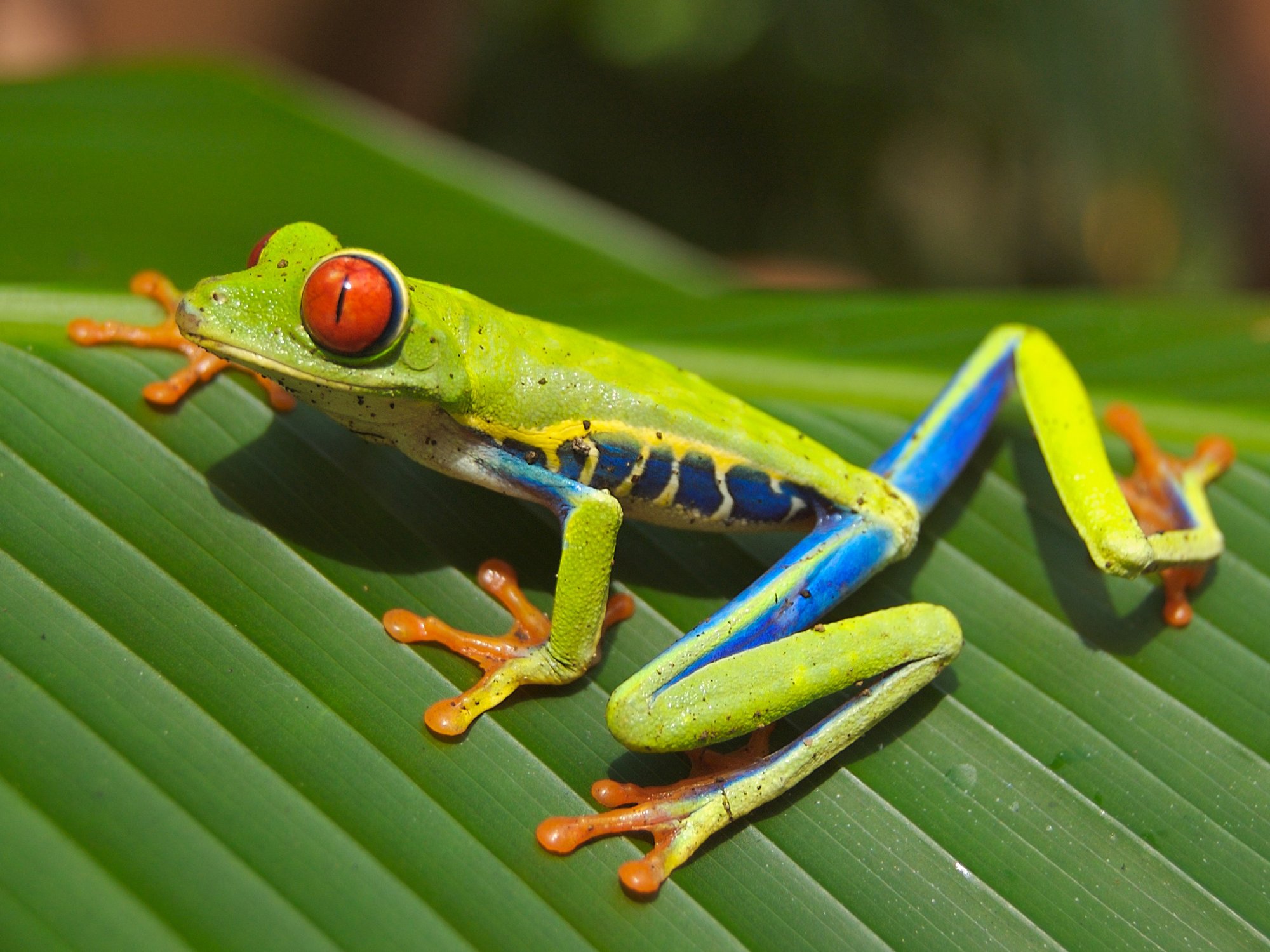 Rotaugenlaubfrosch (Agalychnis callidryas), typisches Aussehen der Art