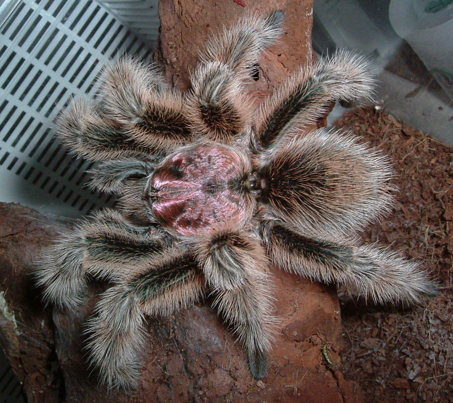 Rote Chile-Vogelspinne (Grammostola rosea), typisches Aussehen der Art