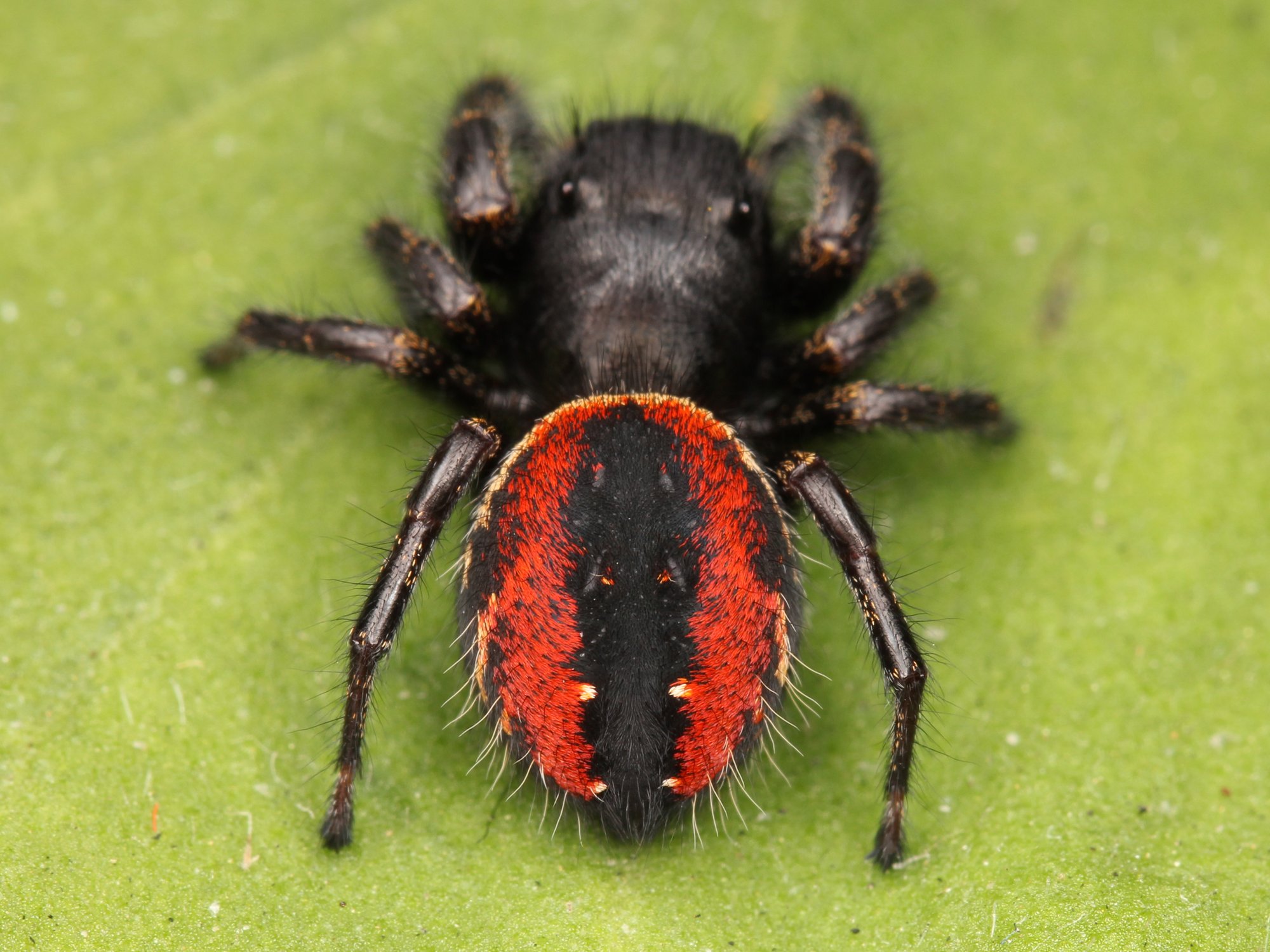 Rote Springspinne (Phidippus johnsoni), typisches Aussehen der Art