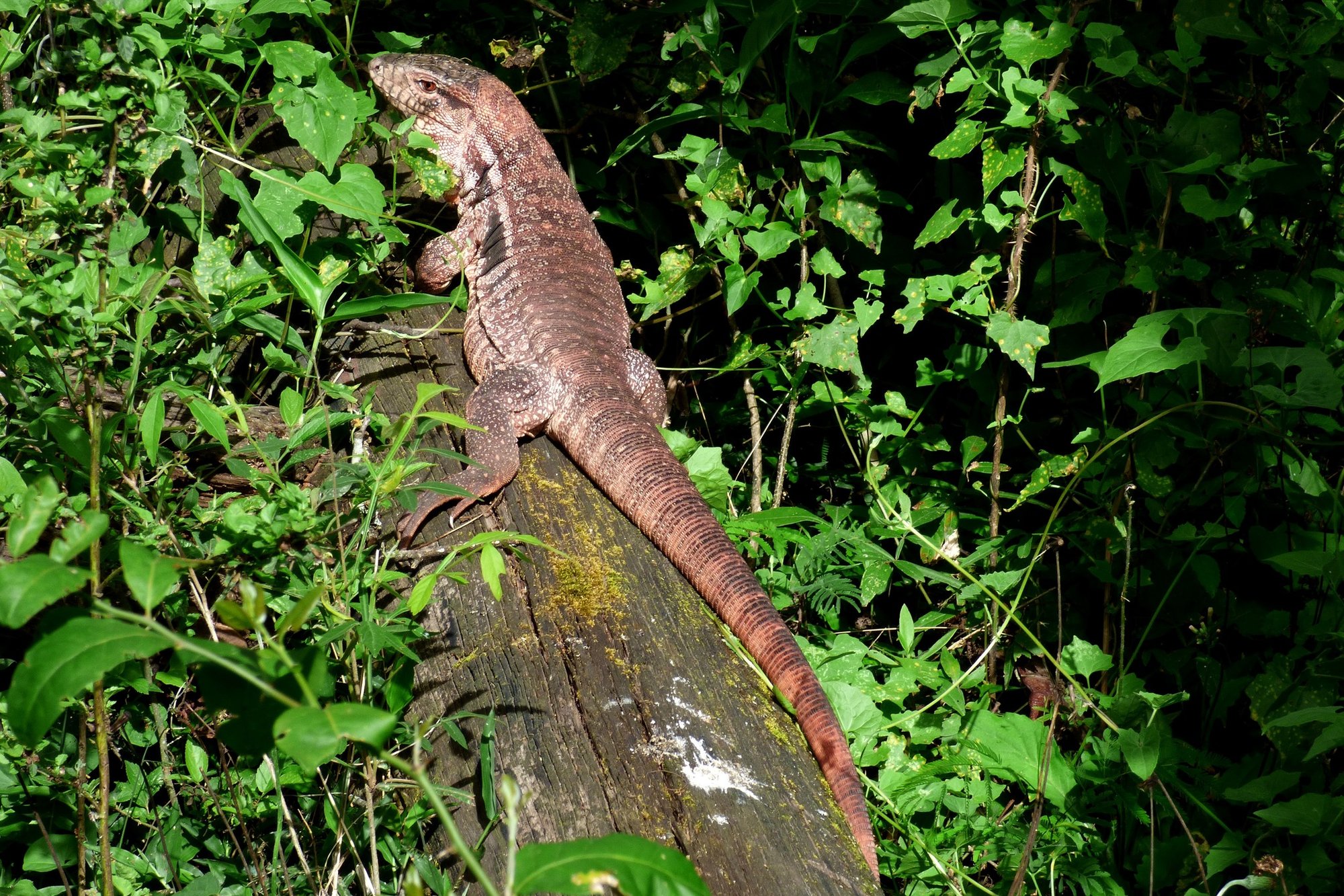 Roter Tegu (Salvator rufescens), typisches Aussehen der Art