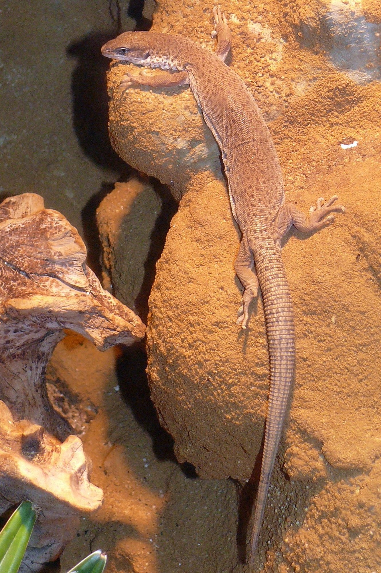 Roter Zwergwaran (Varanus caudolineatus), typisches Aussehen der Art