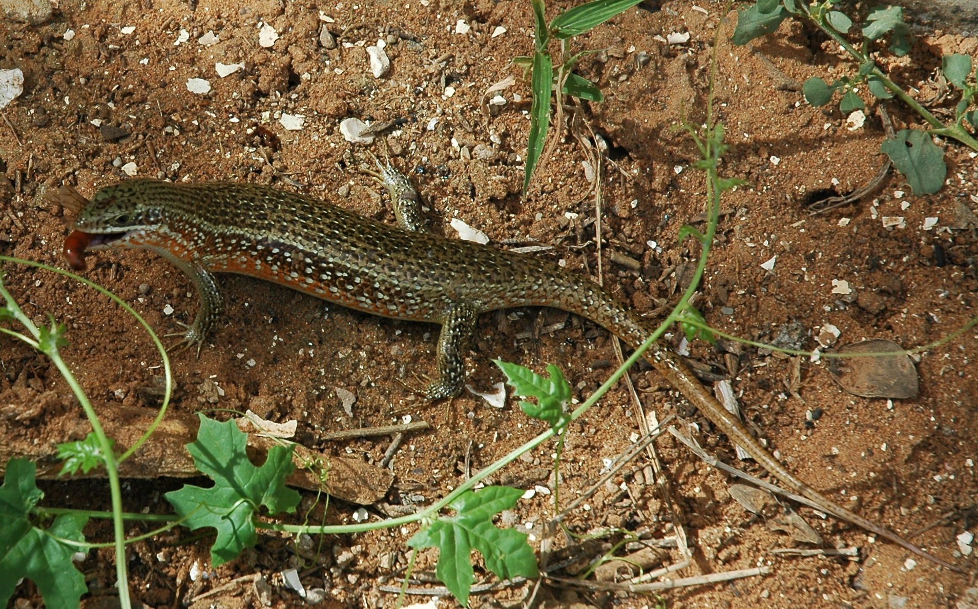 Rotkehl-Glanzskink (Trachylepis perrotetii), typisches Aussehen der Art