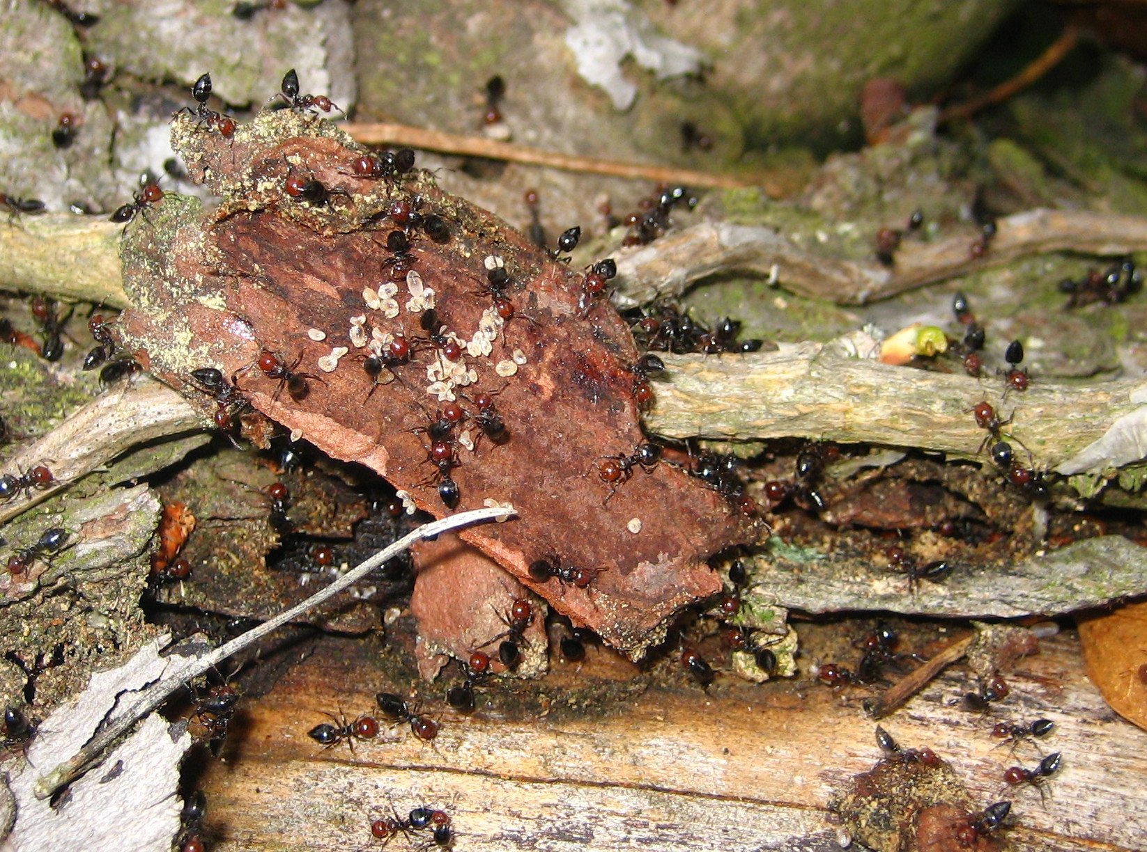 Rotköpfige Stöckchenameise (Crematogaster scutellaris), typisches Aussehen der Art