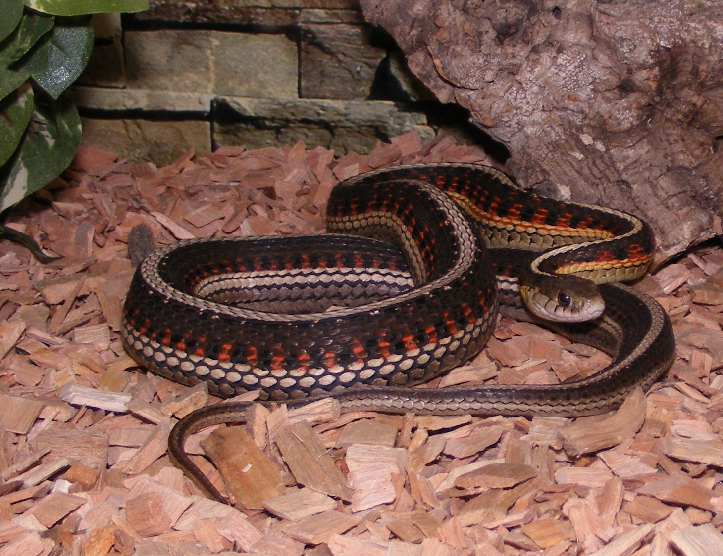 Rotstrumpfbandnatter (Thamnophis sirtalis parietalis), typisches Aussehen der Art