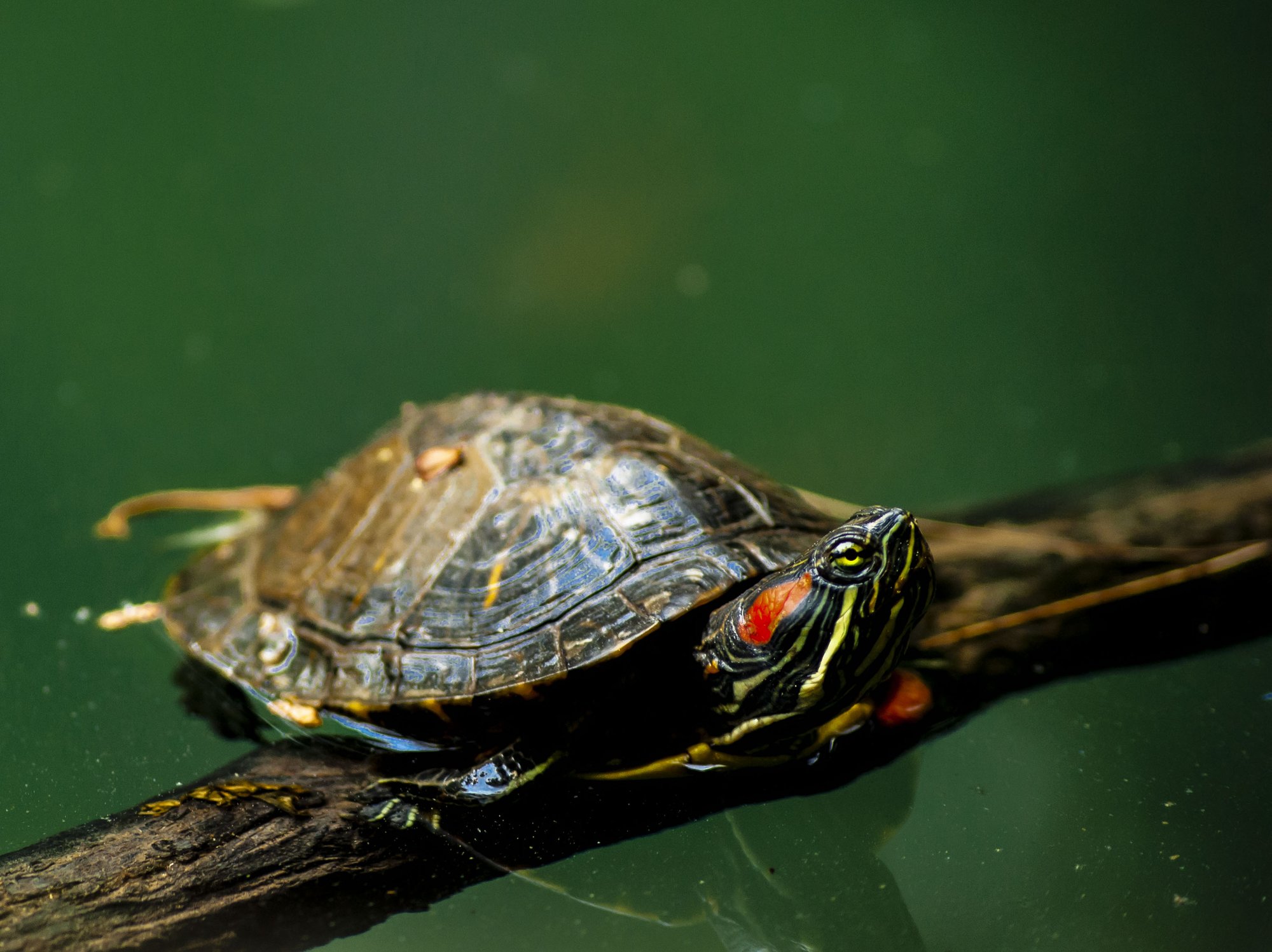 Rotwangenschmuckschildkröte (Trachemys scripta elegans), typisches Aussehen der Art