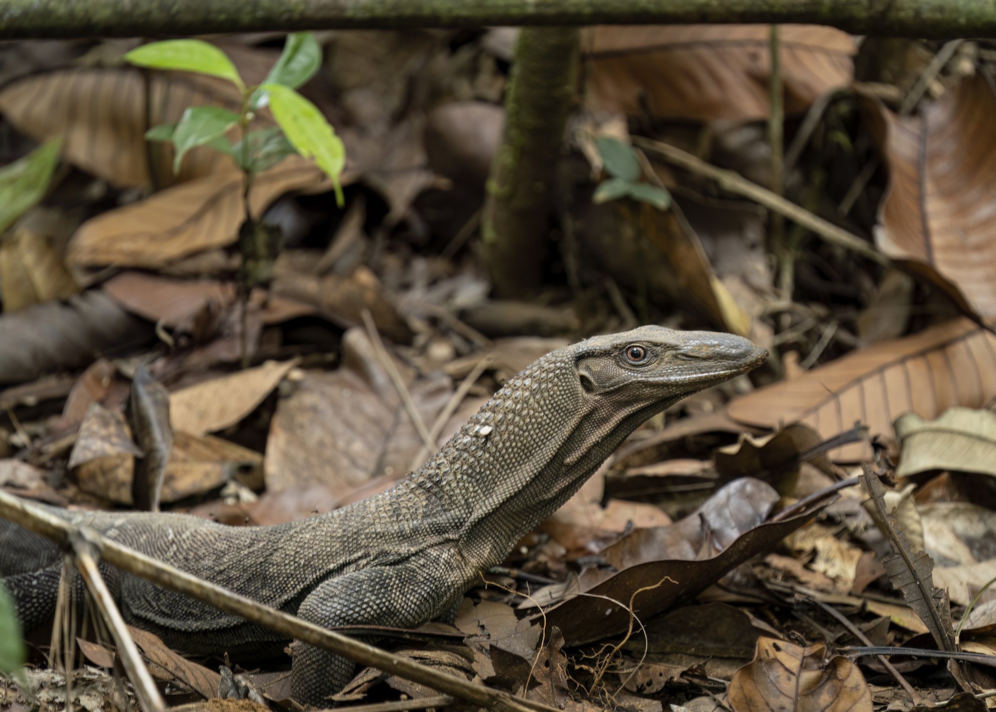 Russells Waran (Varanus rudicollis), typisches Aussehen der Art