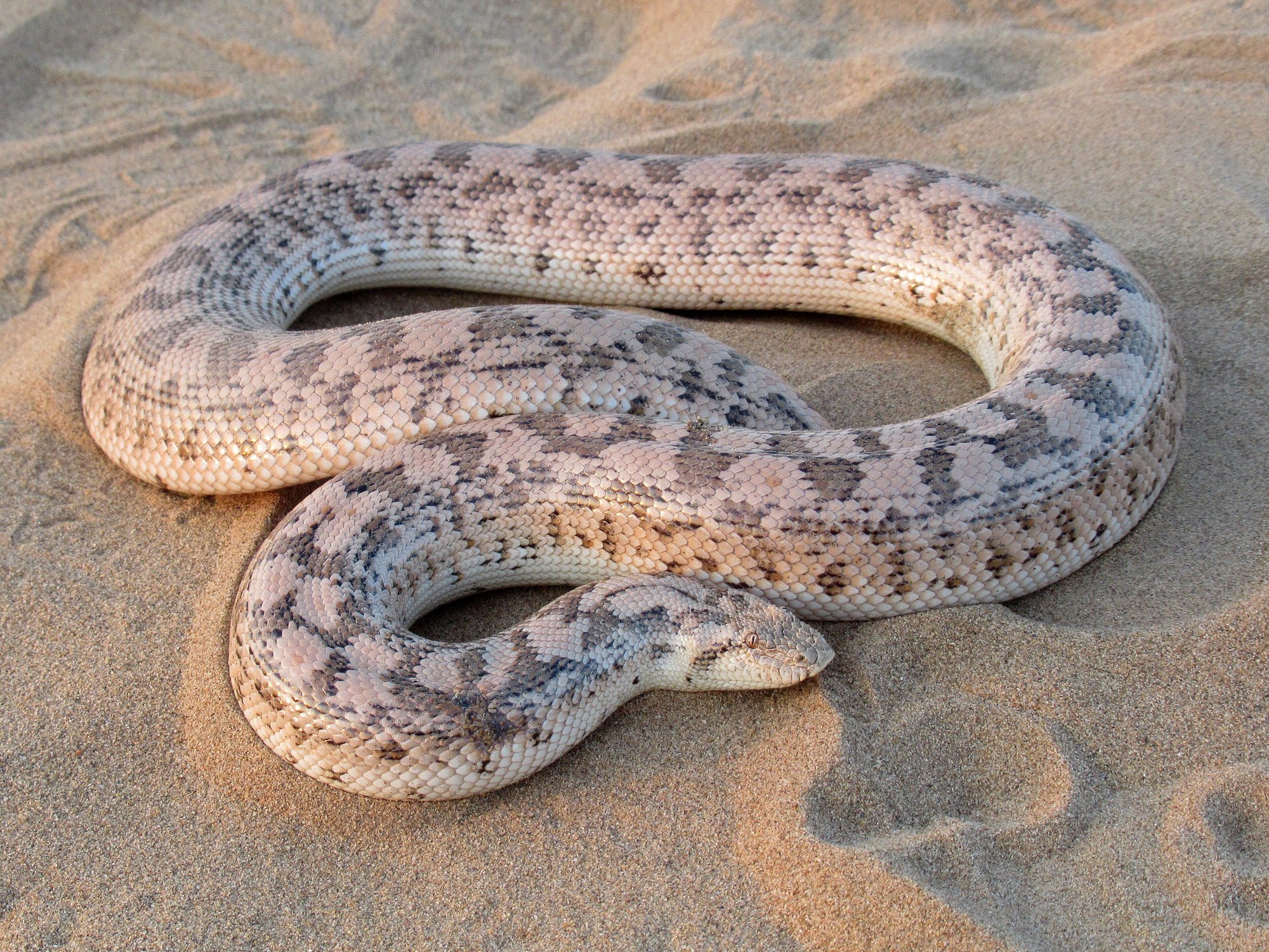 Russische Sandboa (Eryx miliaris), typisches Aussehen der Art
