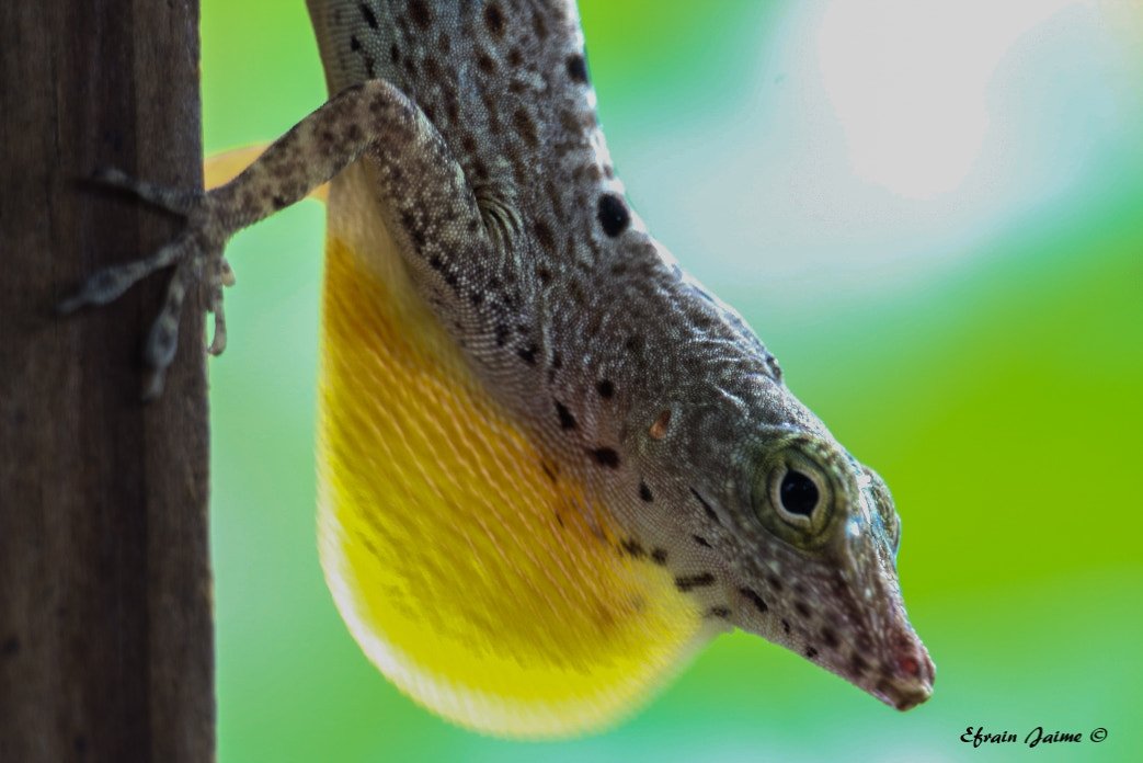 Saddled Anolis (Anolis stratulus), typisches Aussehen der Art