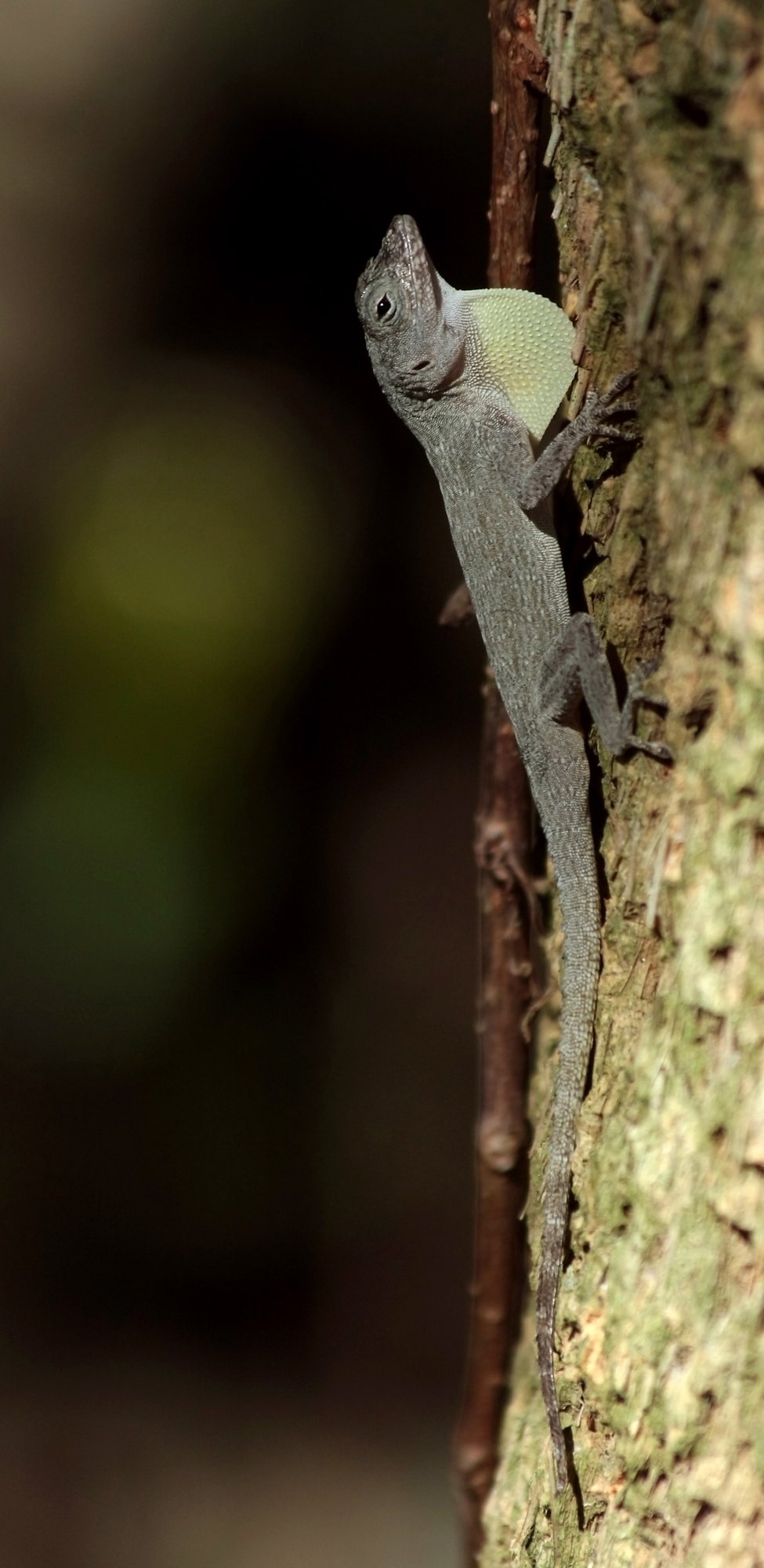 Säulenanolis (Anolis distichus), typisches Aussehen der Art