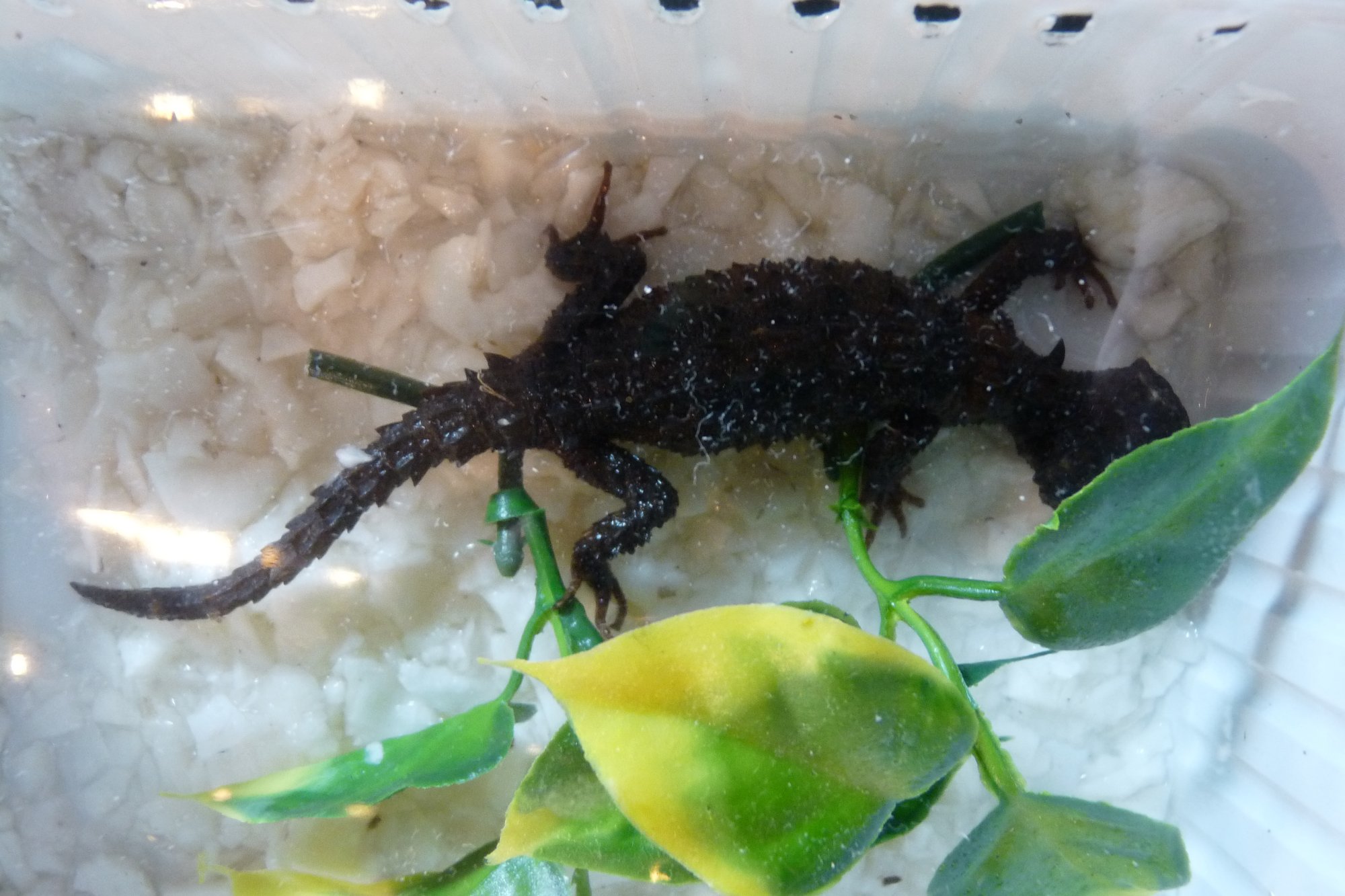 Salomonen-Krokodilskink (Tribolonotus novaeguineae), typisches Aussehen der Art