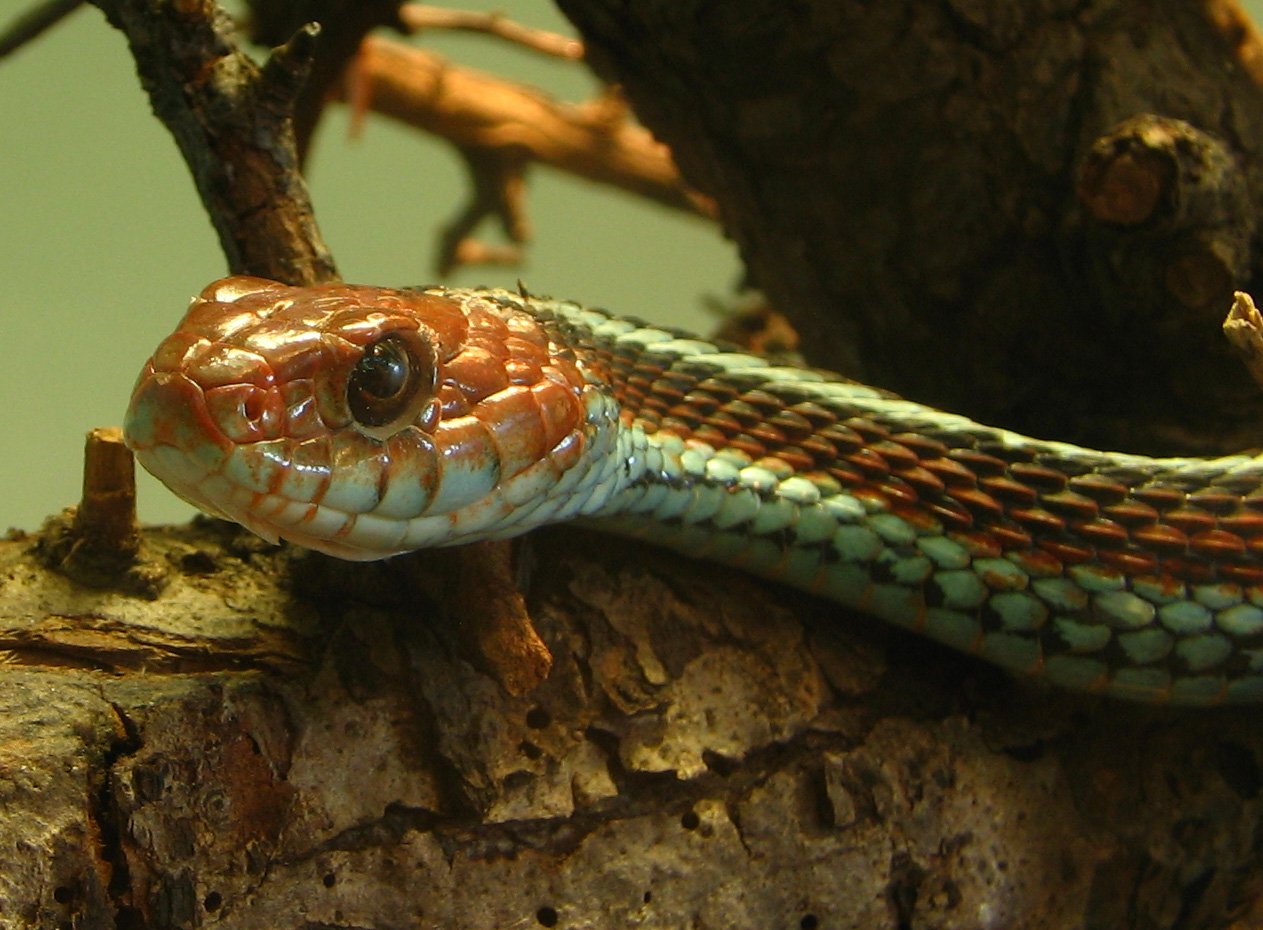 San Francisco Strumpfbandnatter (Thamnophis sirtalis tetrataenia), typisches Aussehen der Art