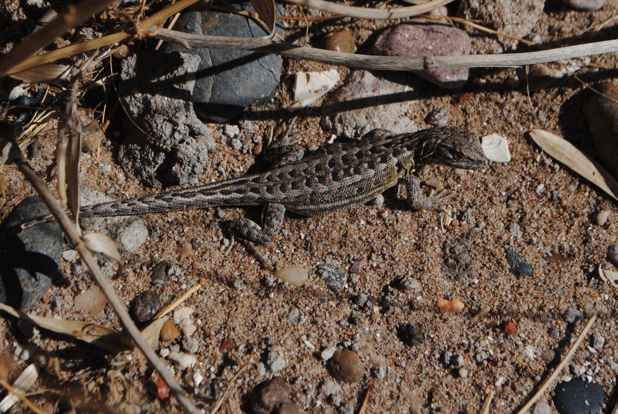 Sand-Erdleguan (Liolaemus wiegmannii), typisches Aussehen der Art
