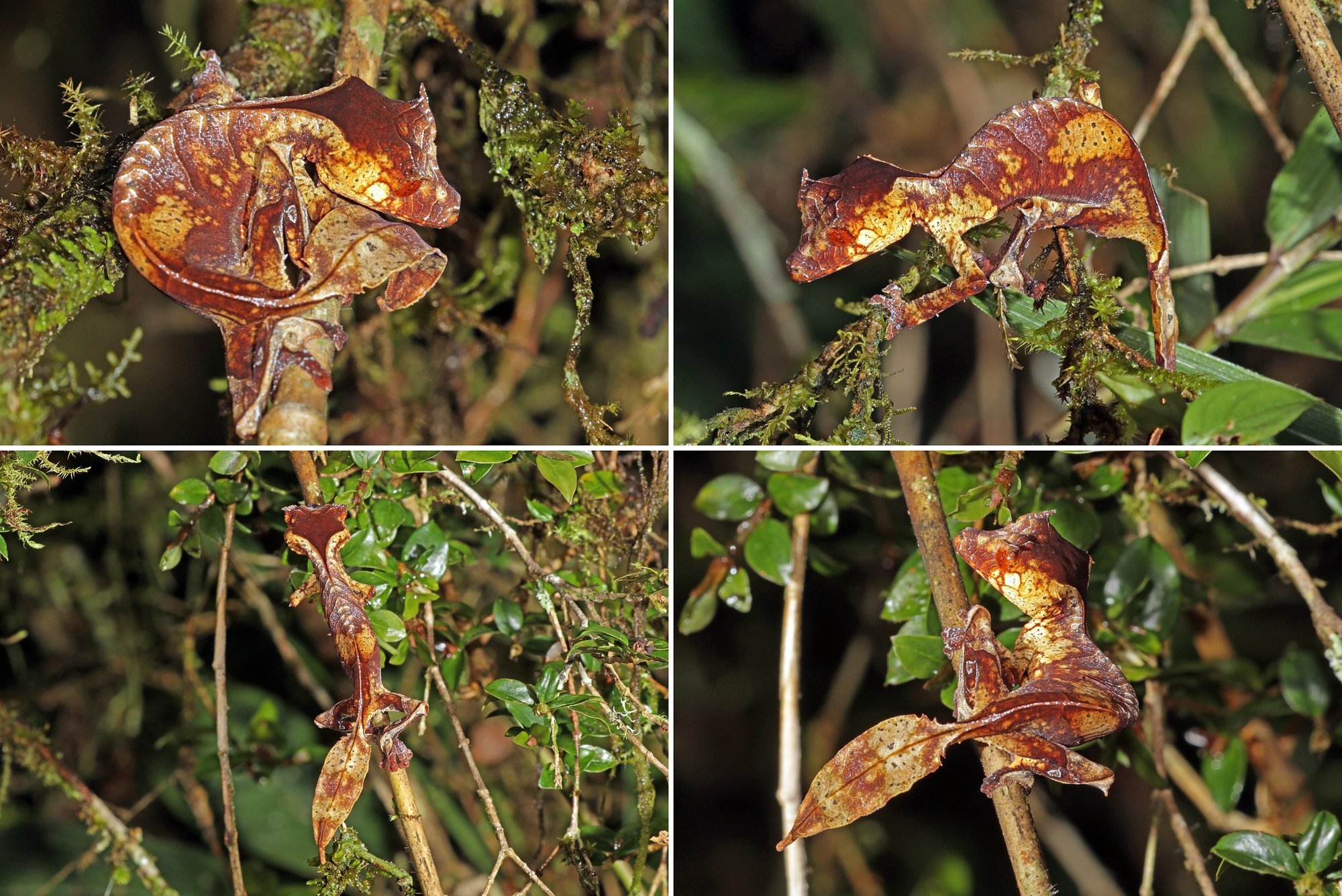 Satansgecko (Uroplatus phantasticus), typisches Aussehen der Art