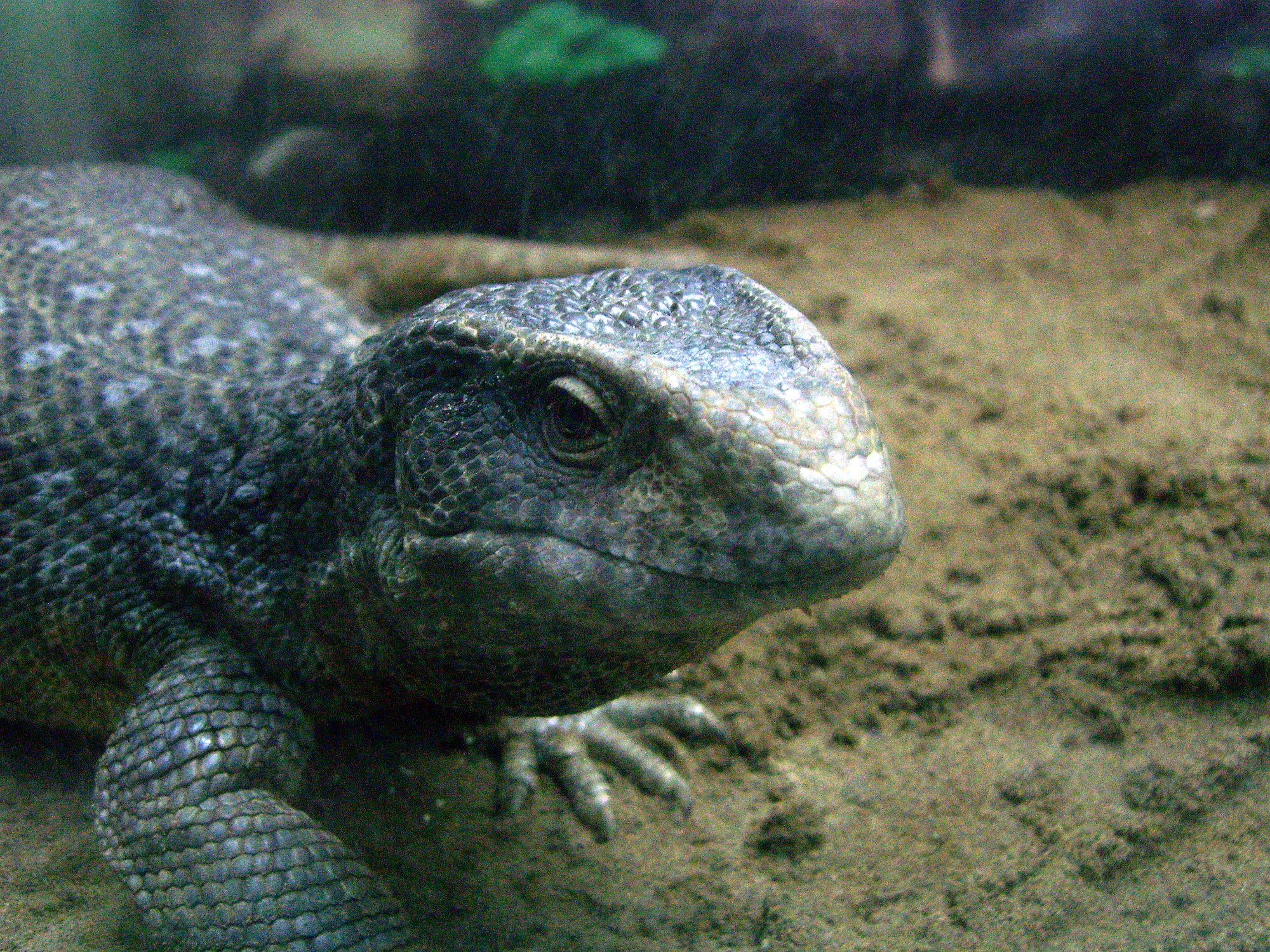 Savannenwaran (Varanus exanthematicus), typisches Aussehen der Art
