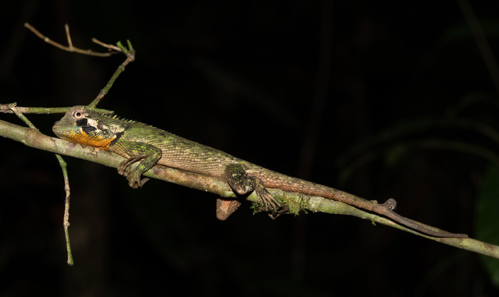Schattenleguan (Plica umbra), typisches Aussehen der Art
