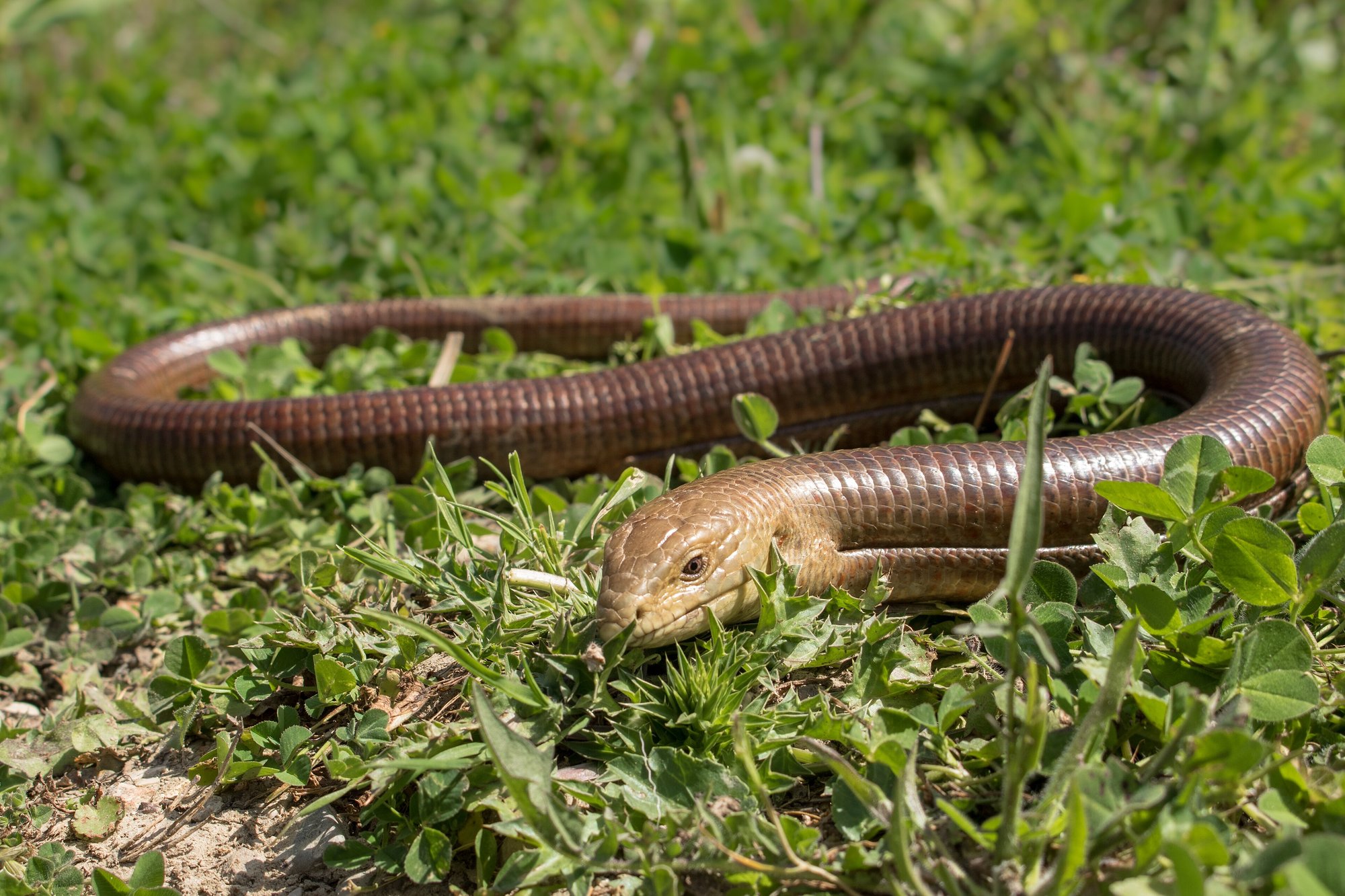 Scheltopusik (Pseudopus apodus), typisches Aussehen der Art