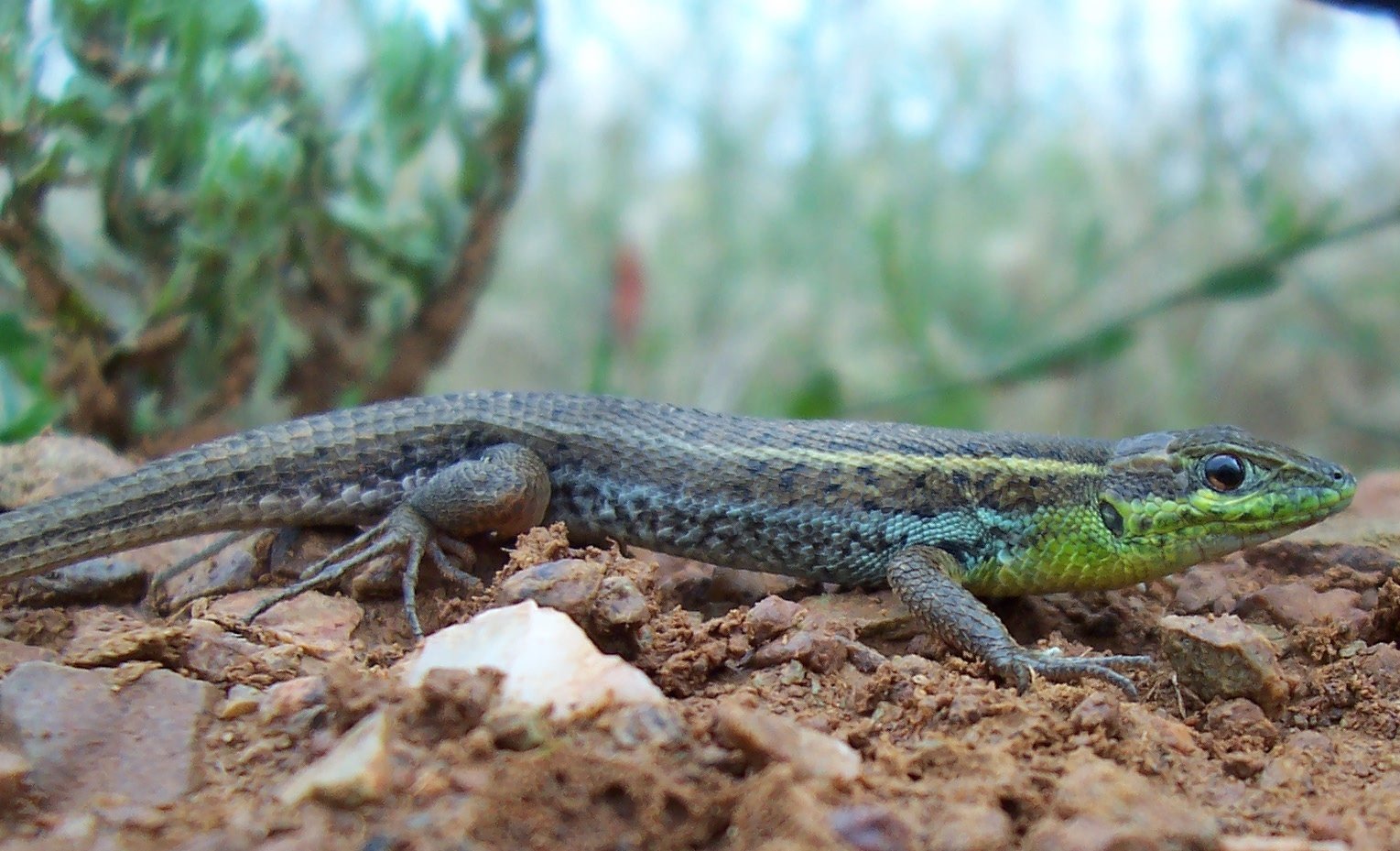 Schlangenaugen-Eidechse (Ophisops elegans), typisches Aussehen der Art