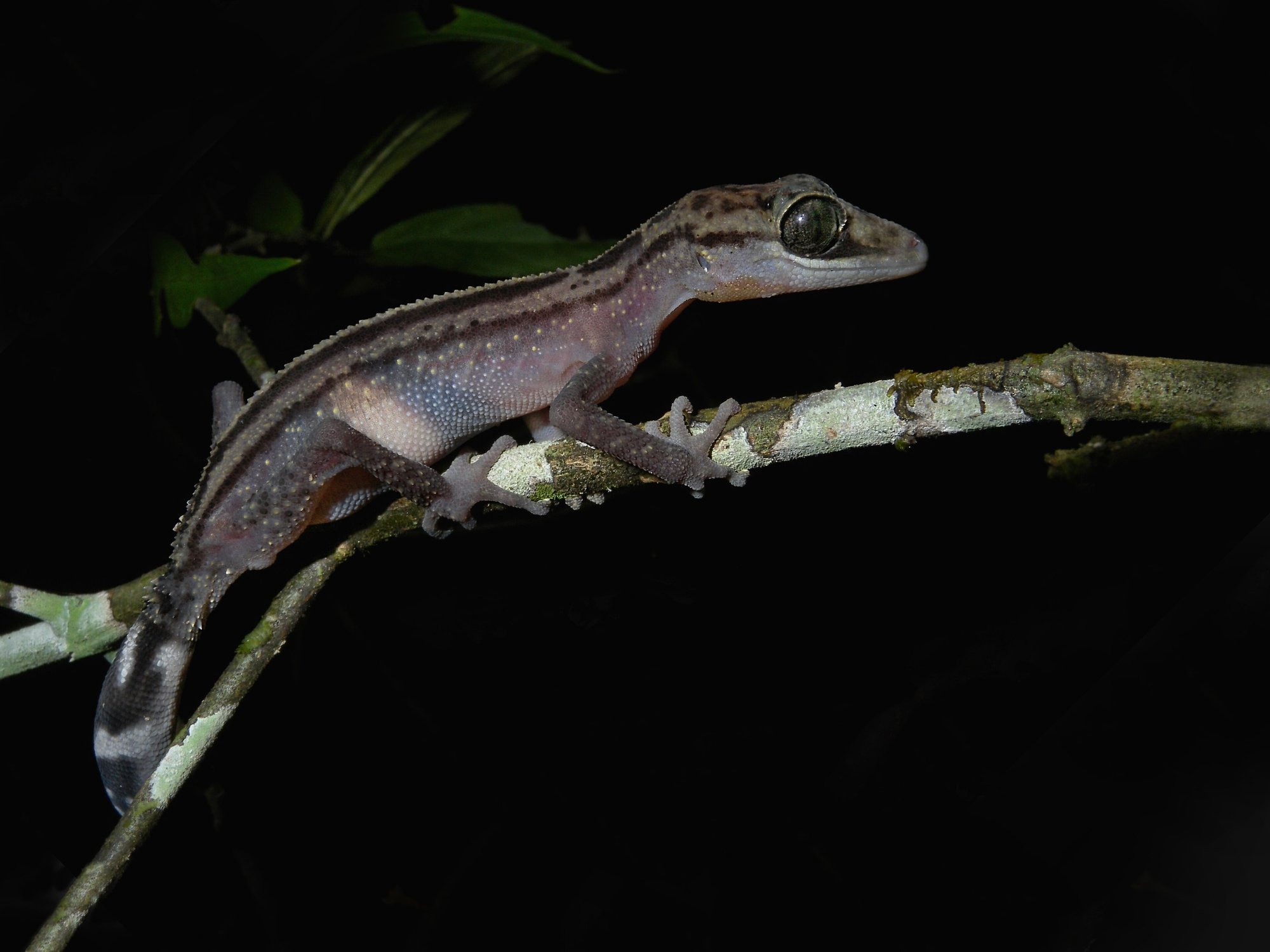 Schlanker Großkopfgecko (Paroedura gracilis), typisches Aussehen der Art