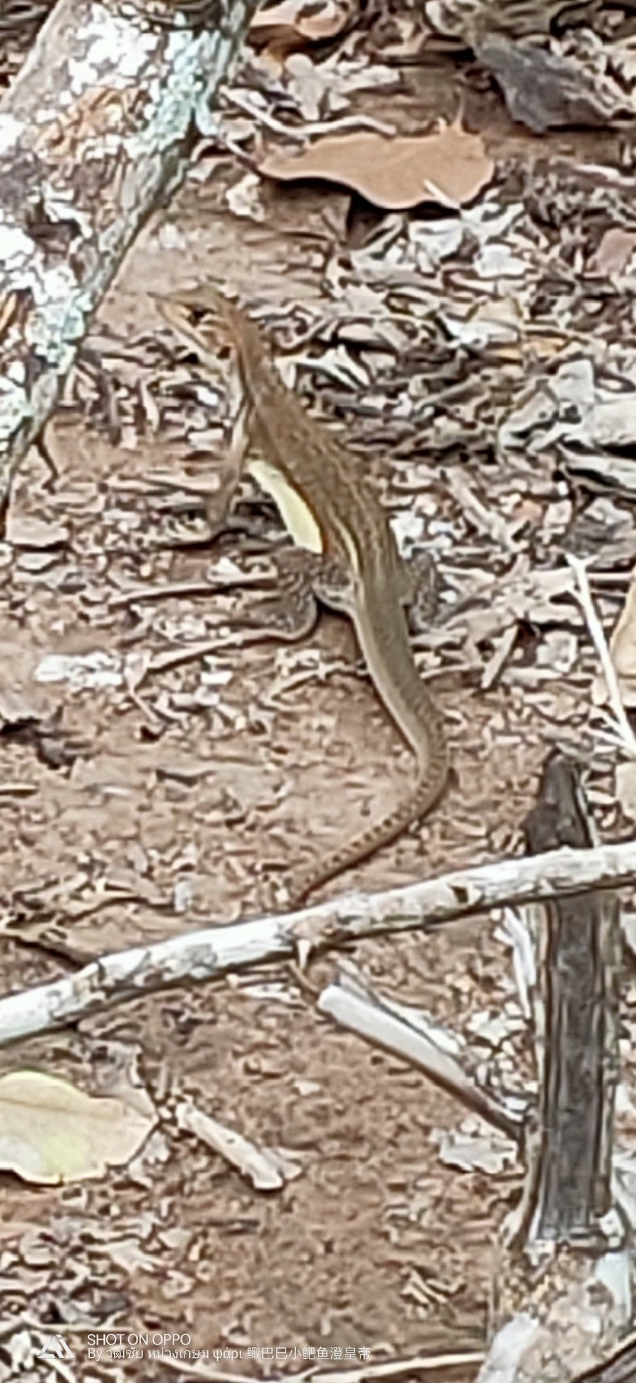 Schmetterlingsagame (Leiolepis reevesii), typisches Aussehen der Art