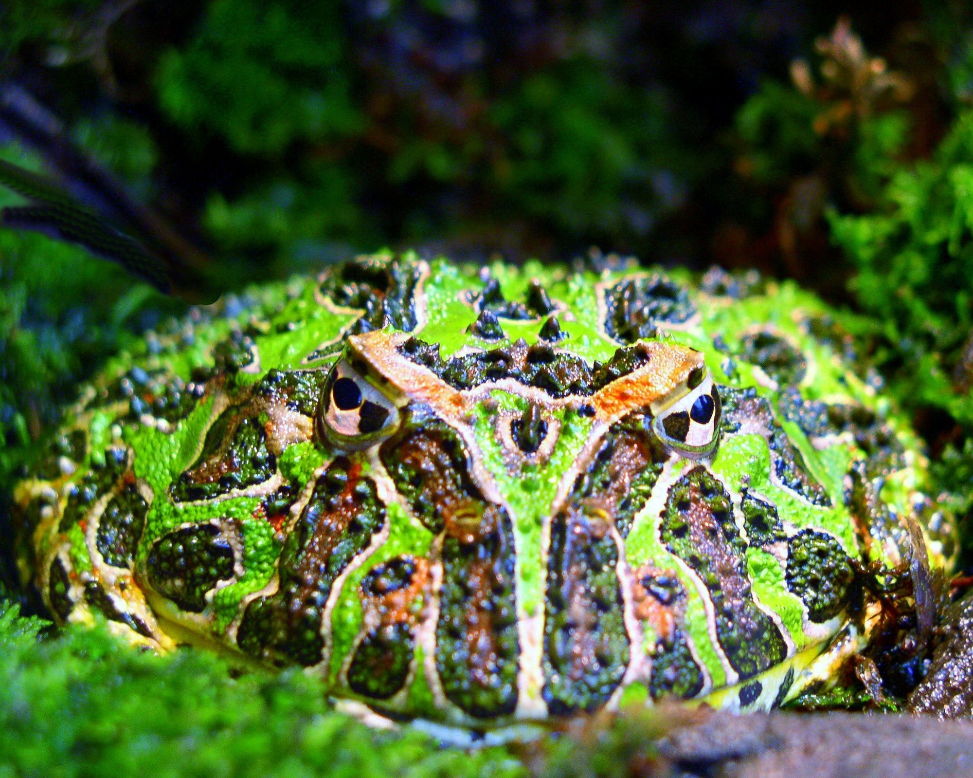 Schmuckhornfrosch (Ceratophrys ornata), typisches Aussehen der Art