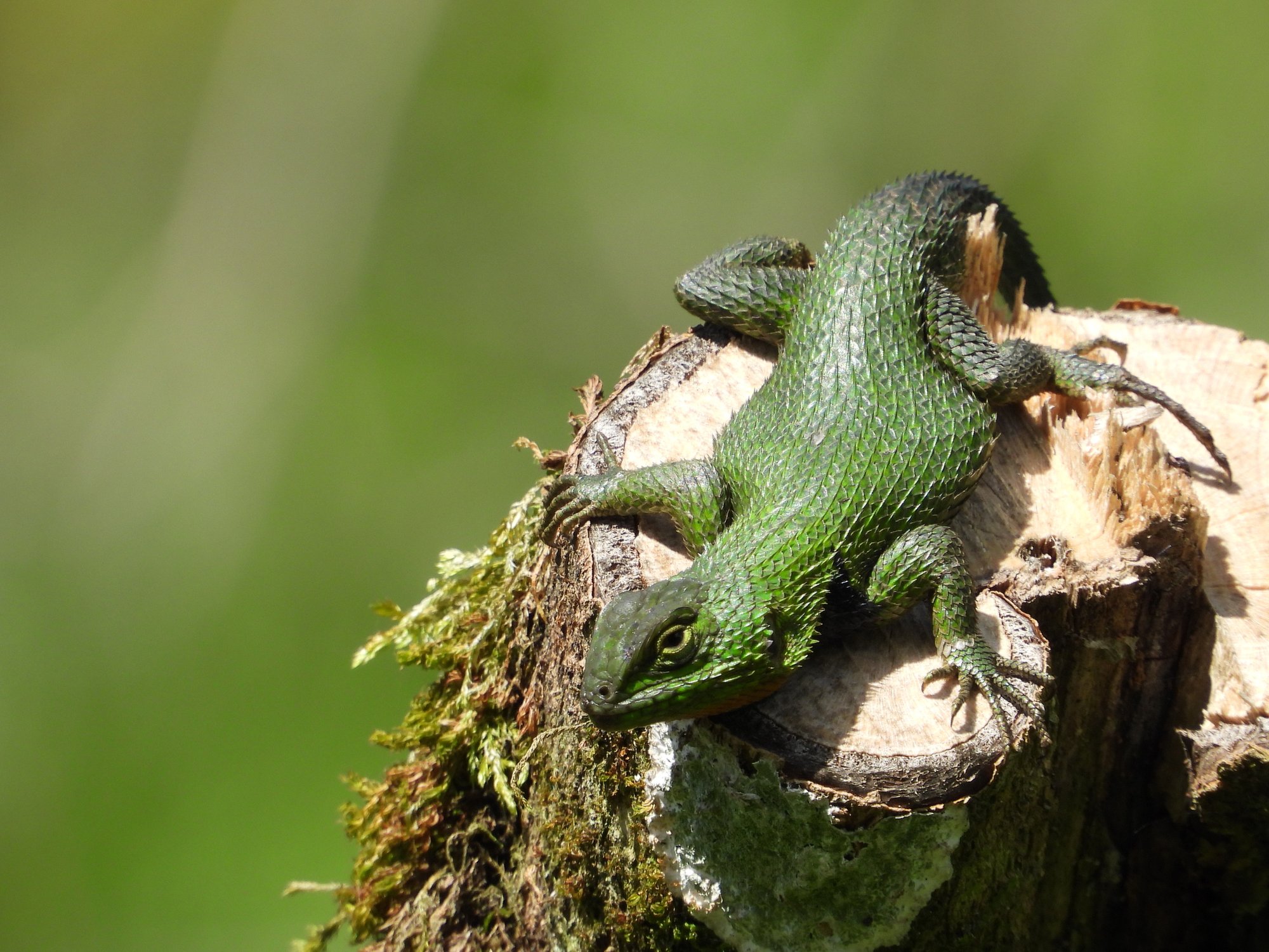 Schöner Stachelleguan (Sceloporus formosus), typisches Aussehen der Art