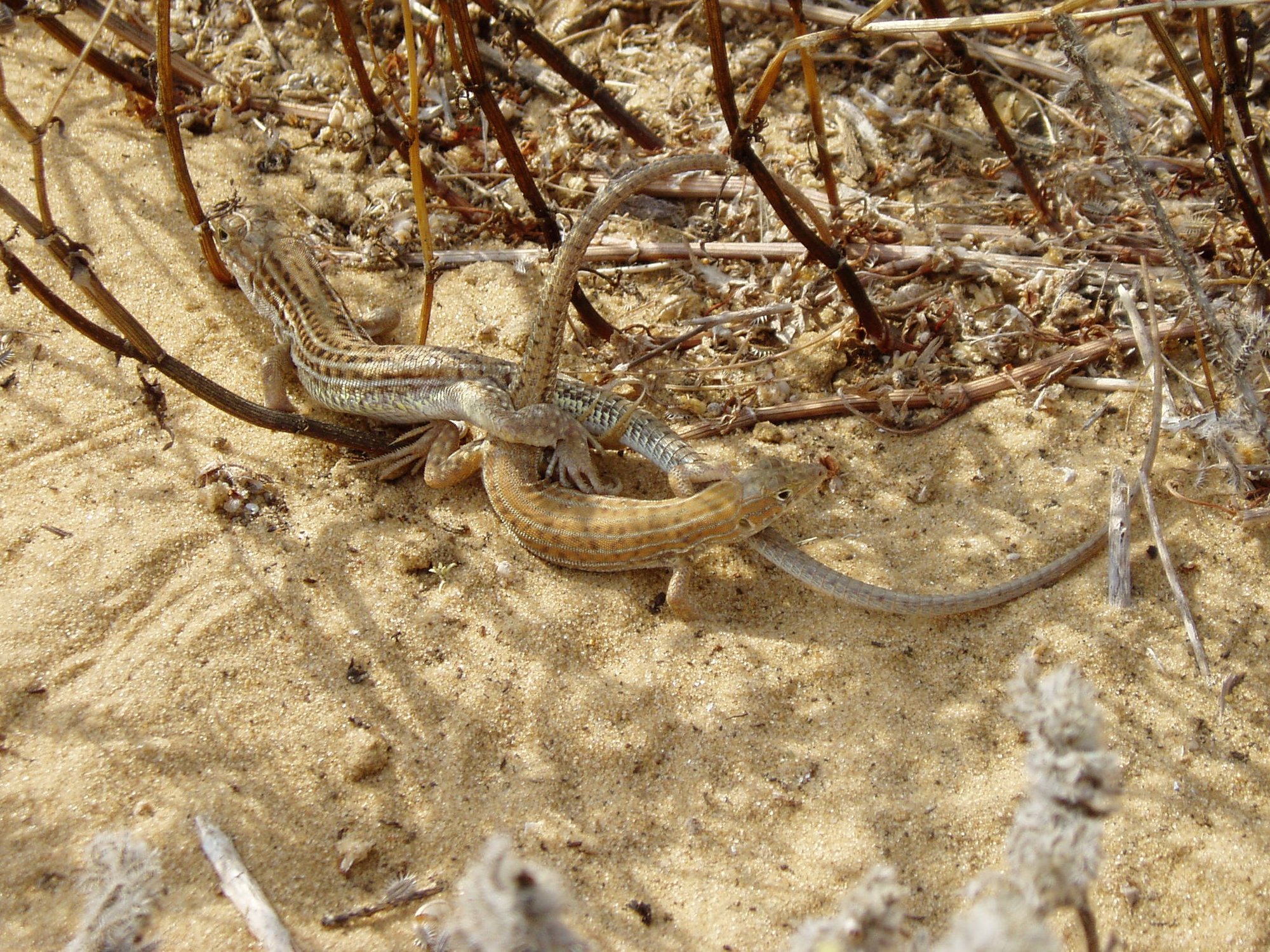 Schreibers Fransenfinger (Acanthodactylus schreiberi), typisches Aussehen der Art