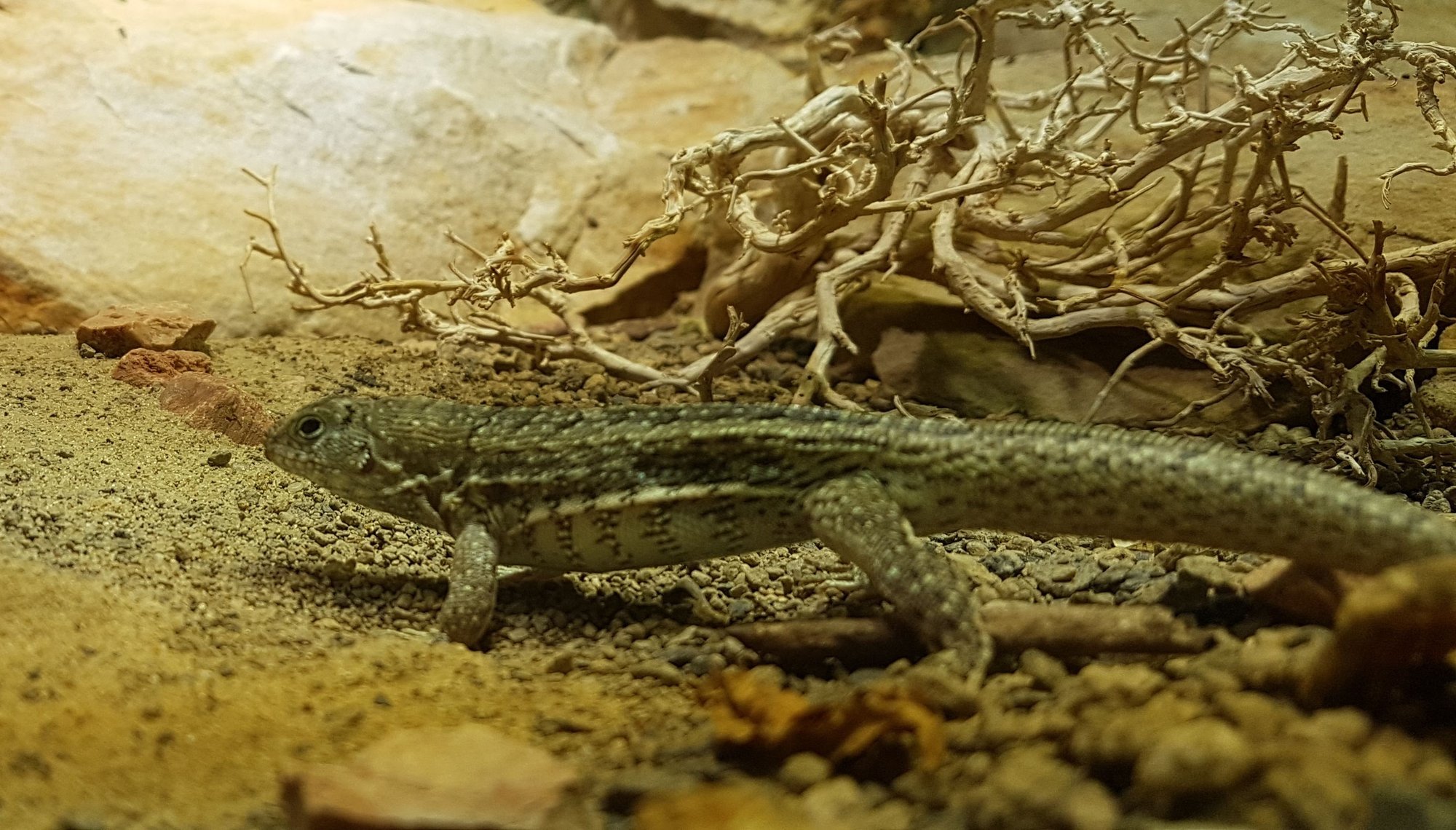 Schreibers Rollschwanzleguan (Leiocephalus schreibersii), typisches Aussehen der Art