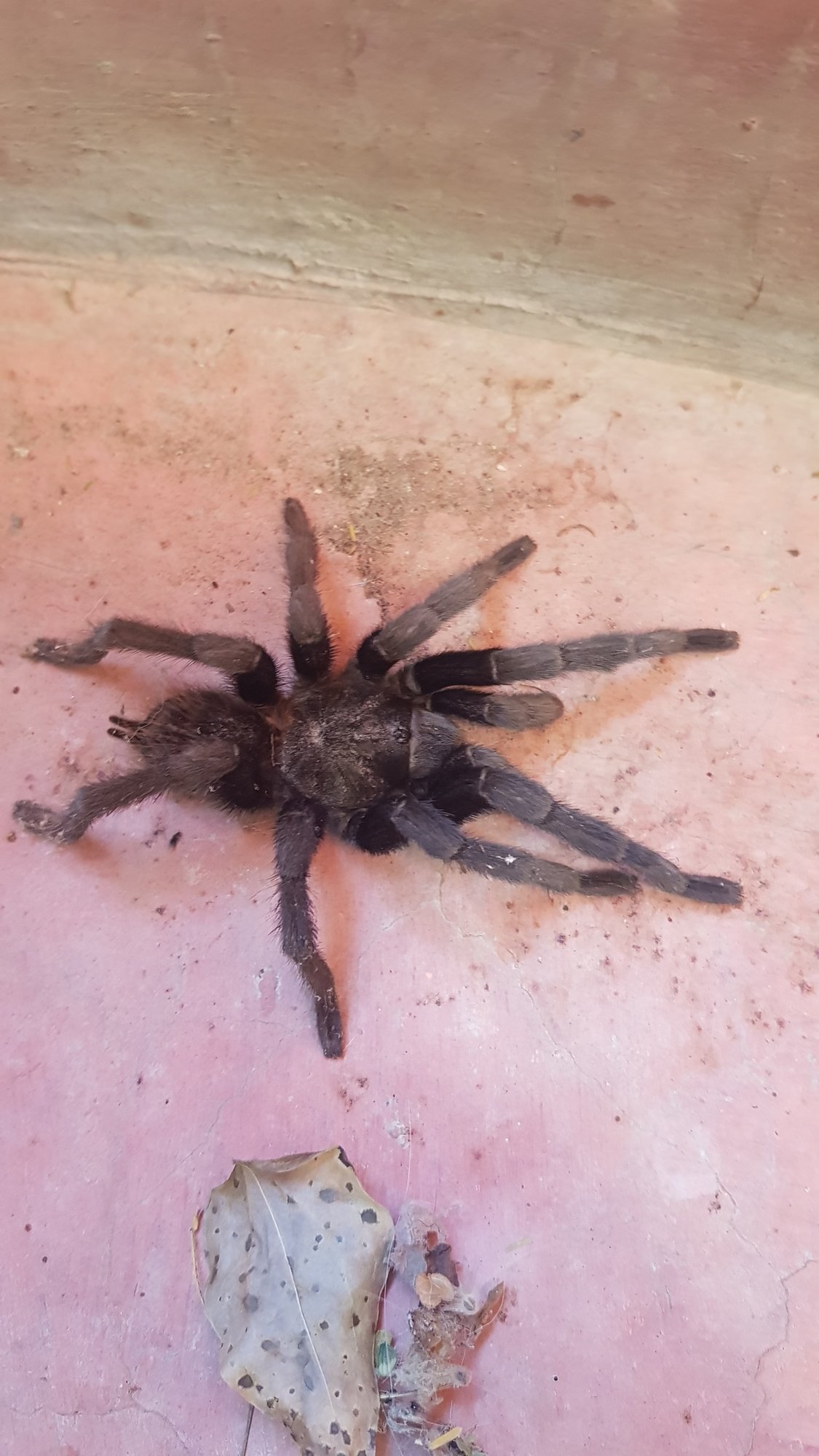 Schroeders Rotrumpf-Vogelspinne (Tliltocatl schroederi), typisches Aussehen der Art