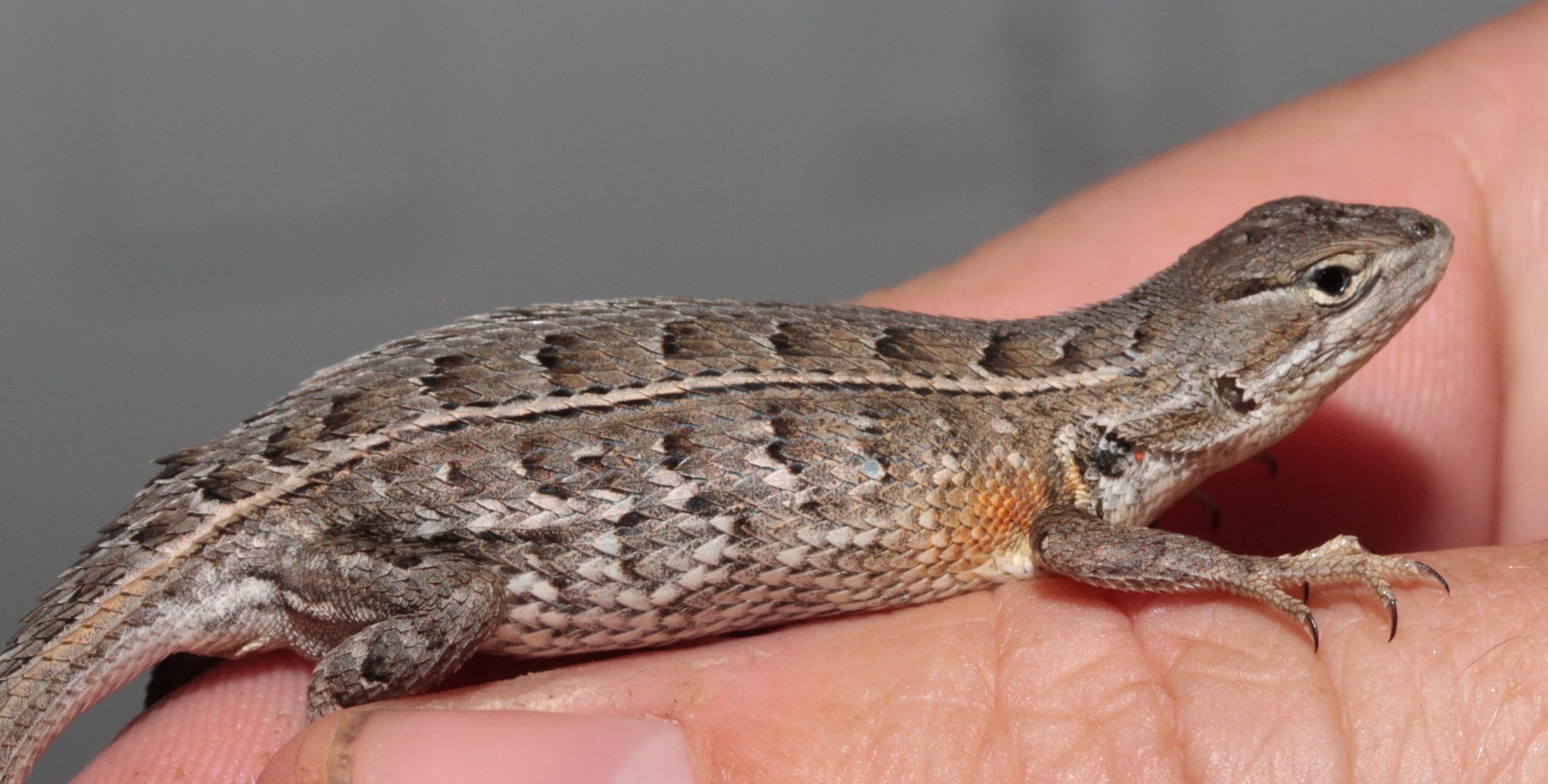 Schuppen-Stachelleguan (Sceloporus scalaris), typisches Aussehen der Art