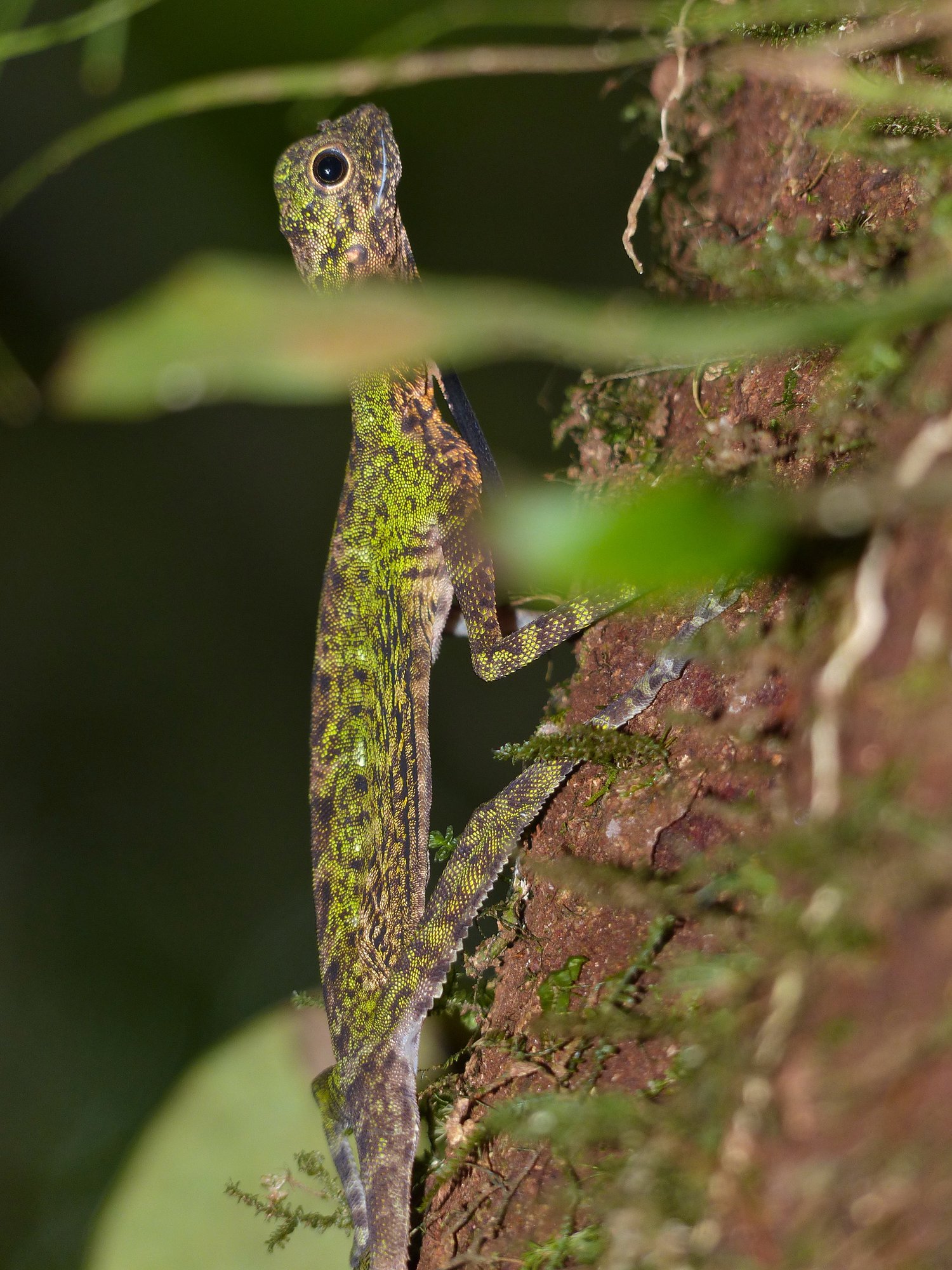 Schwarzbart-Flugdrache (Draco melanopogon), typisches Aussehen der Art
