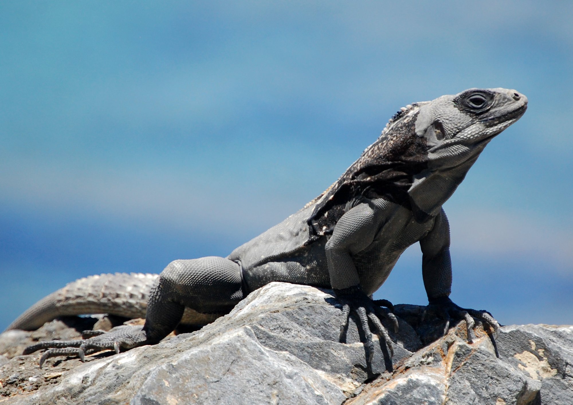 Schwarzbrust-Schwarzleguan (Ctenosaura melanosterna), typisches Aussehen der Art