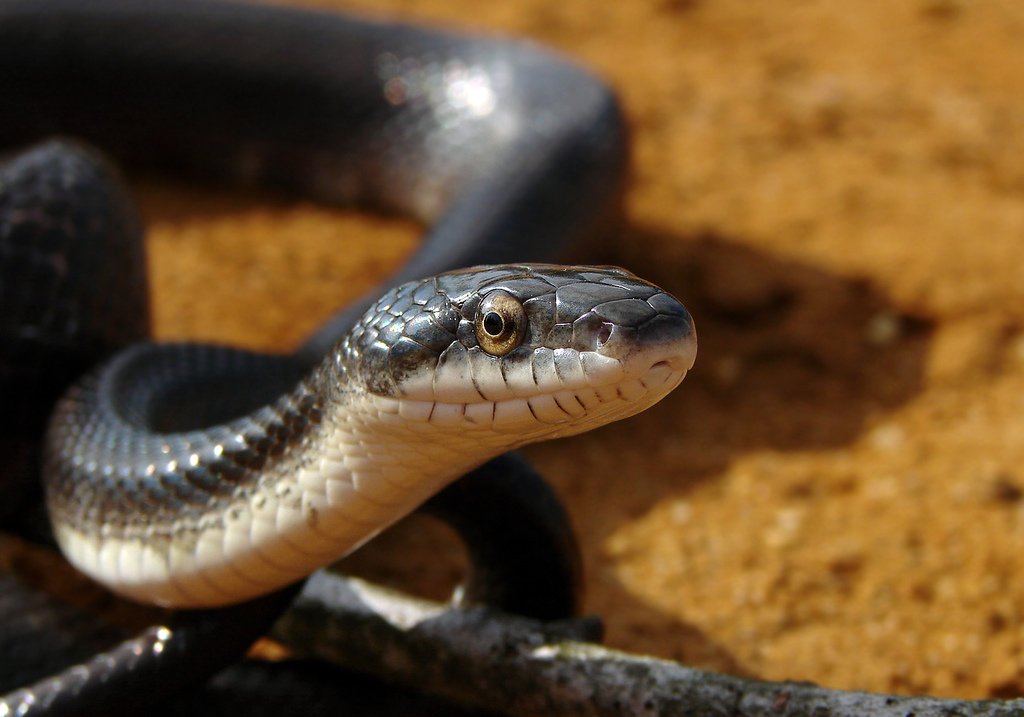 Schwarze Ratternatter (Pantherophis obsoletus), typisches Aussehen der Art