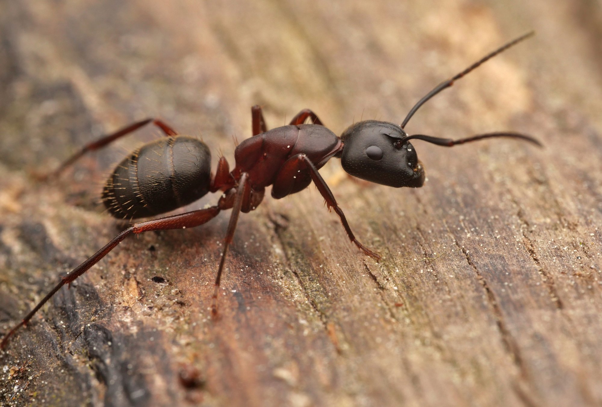 Schwarze Rossameise (Camponotus herculeanus), typisches Aussehen der Art