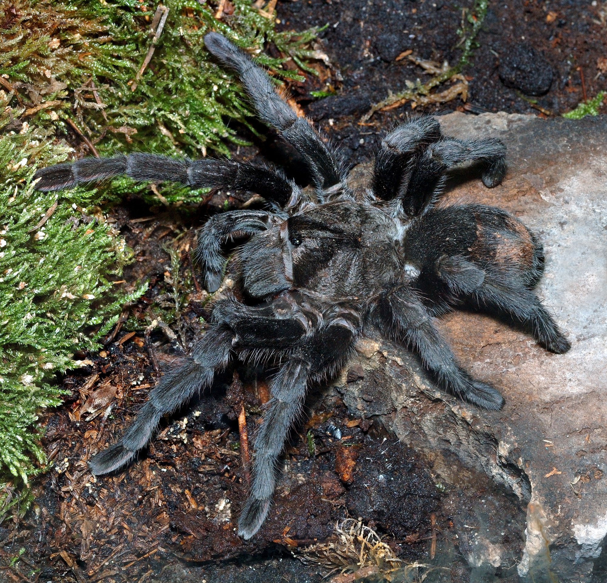 Schwarze Uruguay-Vogelspinne (Grammostola pulchra), typisches Aussehen der Art